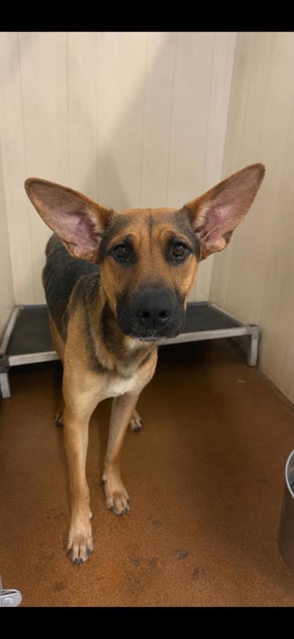 Runner, Adoptable, Young Female Shepherd.