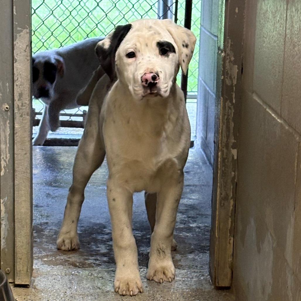 Patchy, Adoptable, Puppy Male Pit Bull Terrier & Retriever.