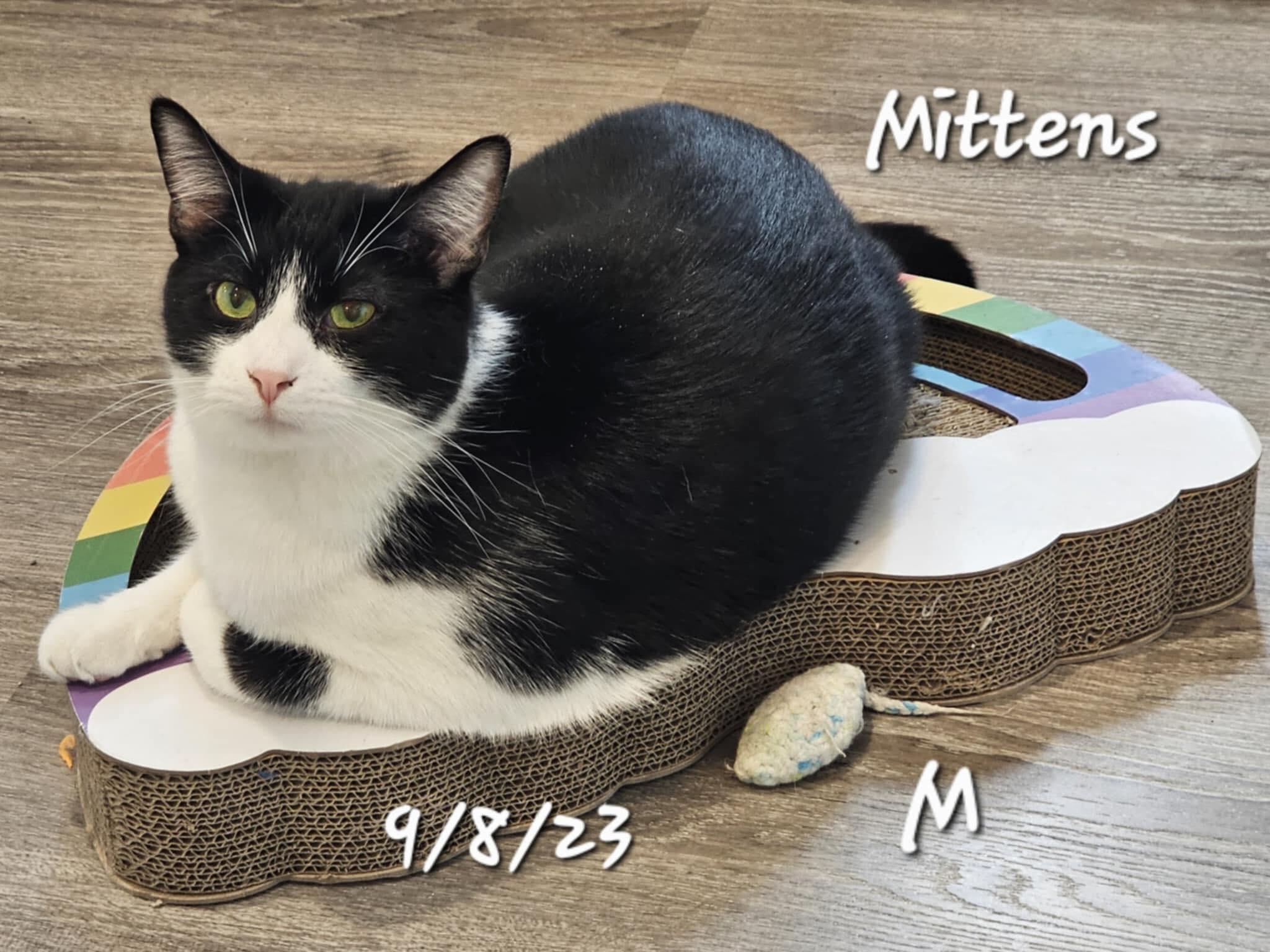 Enlarge Mittens, a Adoptable mixed breed in Gouverneur, NY image 1/1