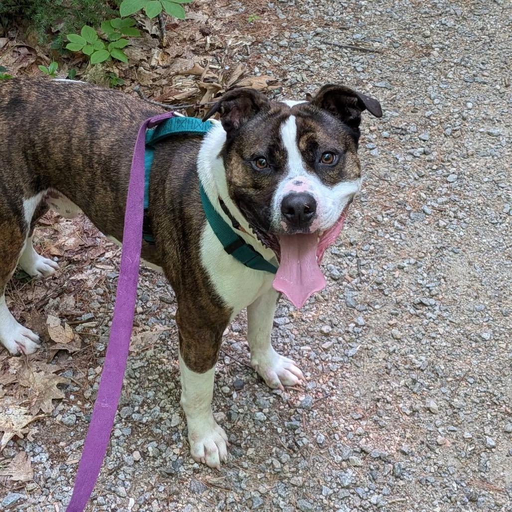 Blue- Adoption Fee 50% Sponsored!, a Adoptable Terrier in Conway, NH image 2/6