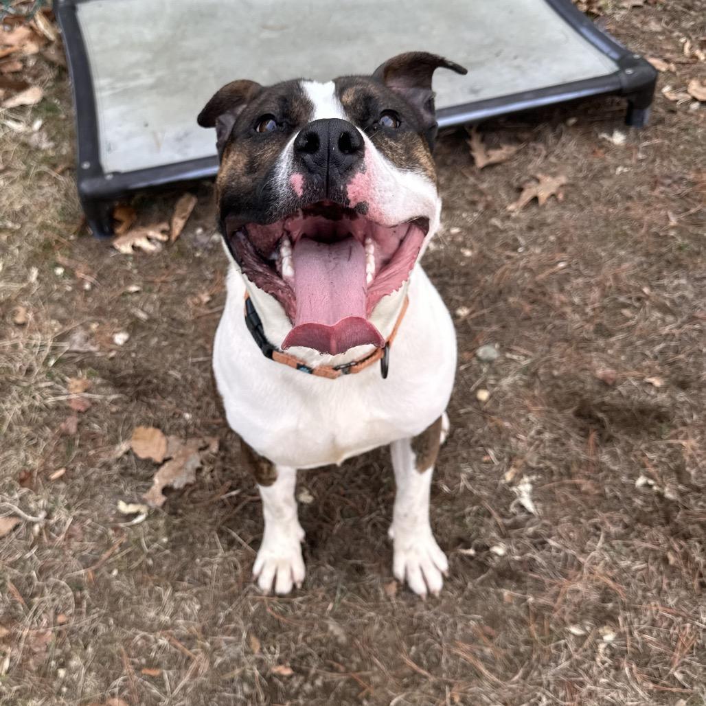 Blue- Adoption Fee 50% Sponsored!, a Adoptable Terrier in Conway, NH image 3/6
