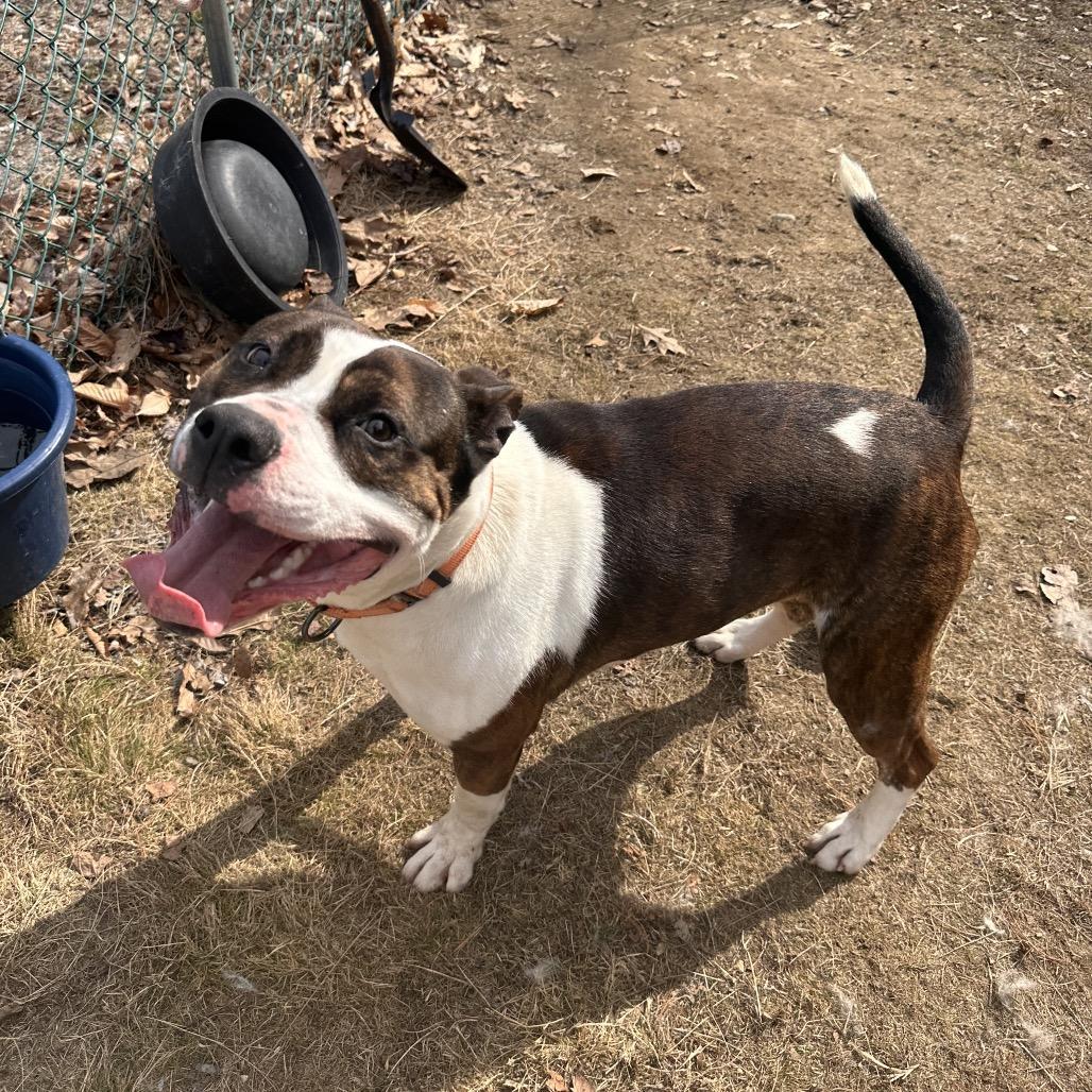 Blue- Adoption Fee 50% Sponsored!, a Adoptable Terrier in Conway, NH image 4/6
