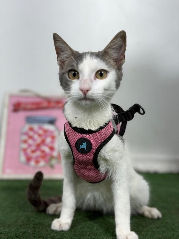 Vinho-One of our Amazing Rescue Cats photo