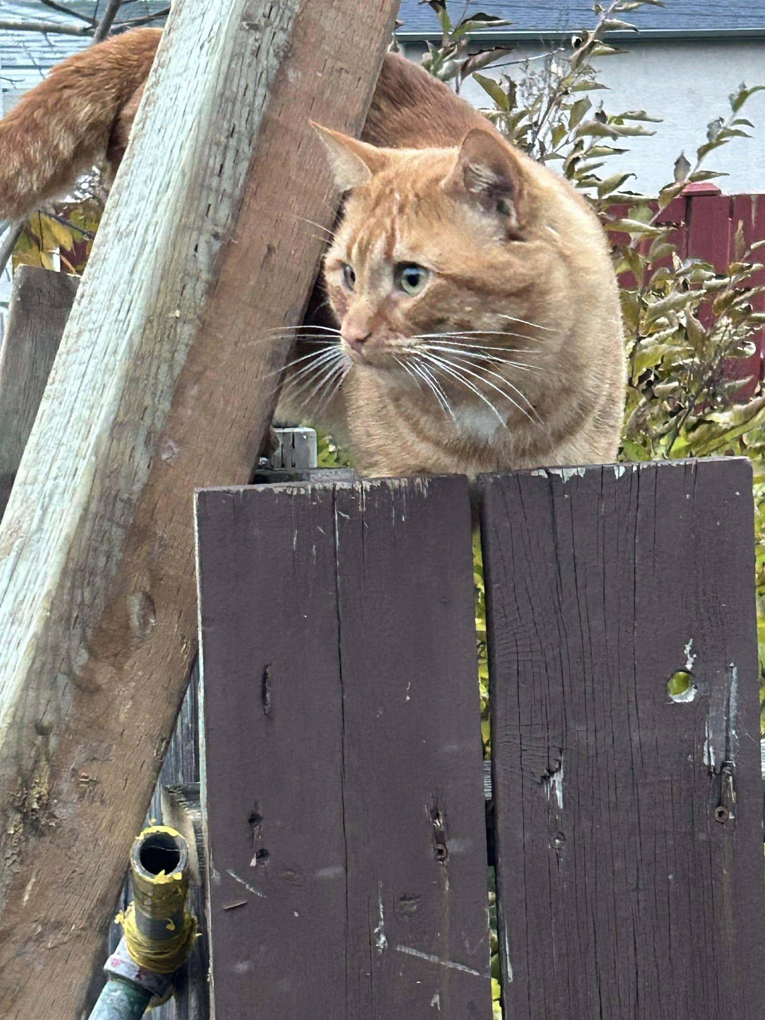 Macho, a ADOPTABLE Tabby in Winnipeg, MB image 1/2