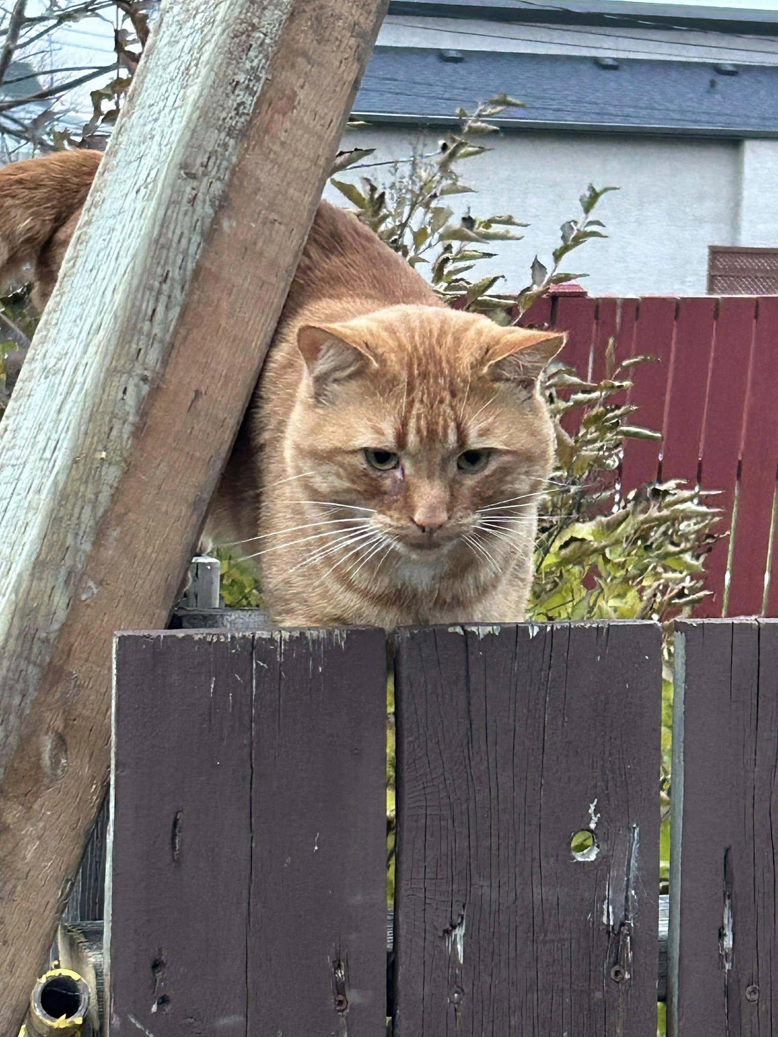 Macho, a ADOPTABLE Tabby in Winnipeg, MB image 2/2
