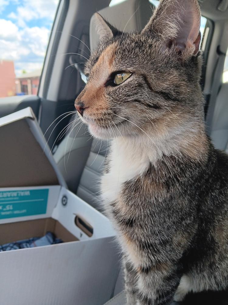 Spice (P-Town Office Kitty), Adoptable, Young Female Domestic Short Hair.