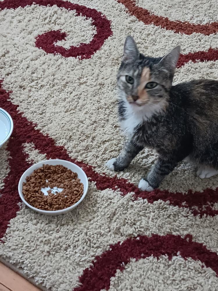 Spice (P-Town Office Kitty), a Adoptable Domestic Short Hair in Telford, PA image 2/2