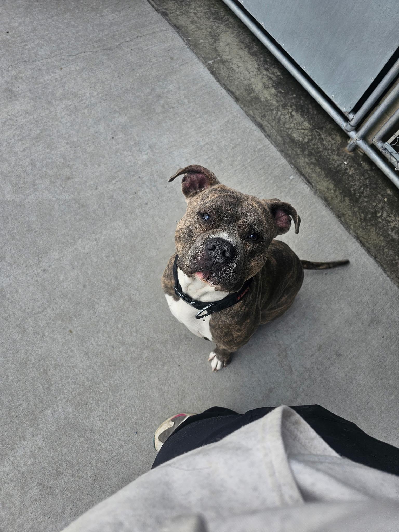 Bibbles, an adoptable Pit Bull Terrier in Steamboat Springs, CO, 80477 | Photo Image 1