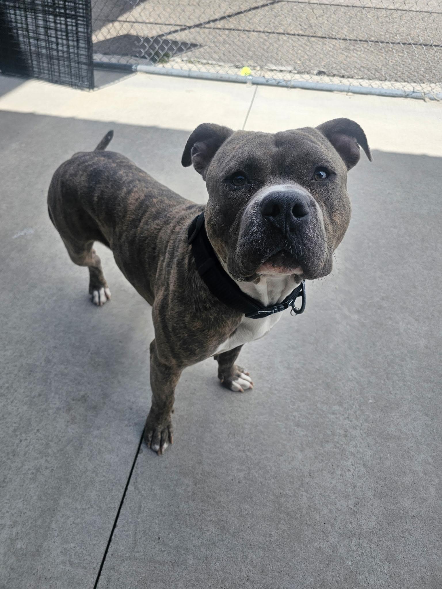 Bibbles, an adoptable Pit Bull Terrier in Steamboat Springs, CO, 80477 | Photo Image 3