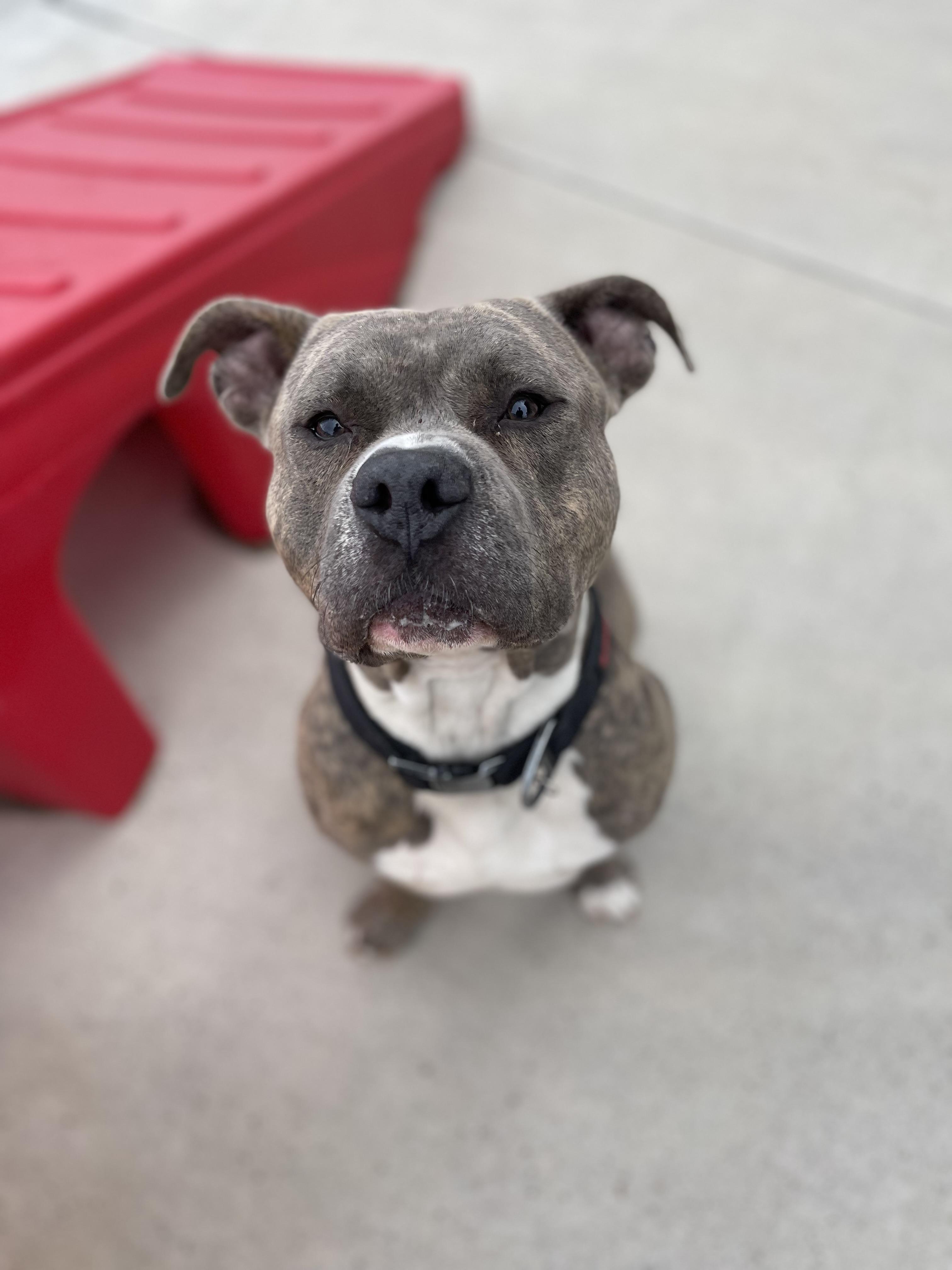 Bibbles, an adoptable Pit Bull Terrier in Steamboat Springs, CO, 80477 | Photo Image 2
