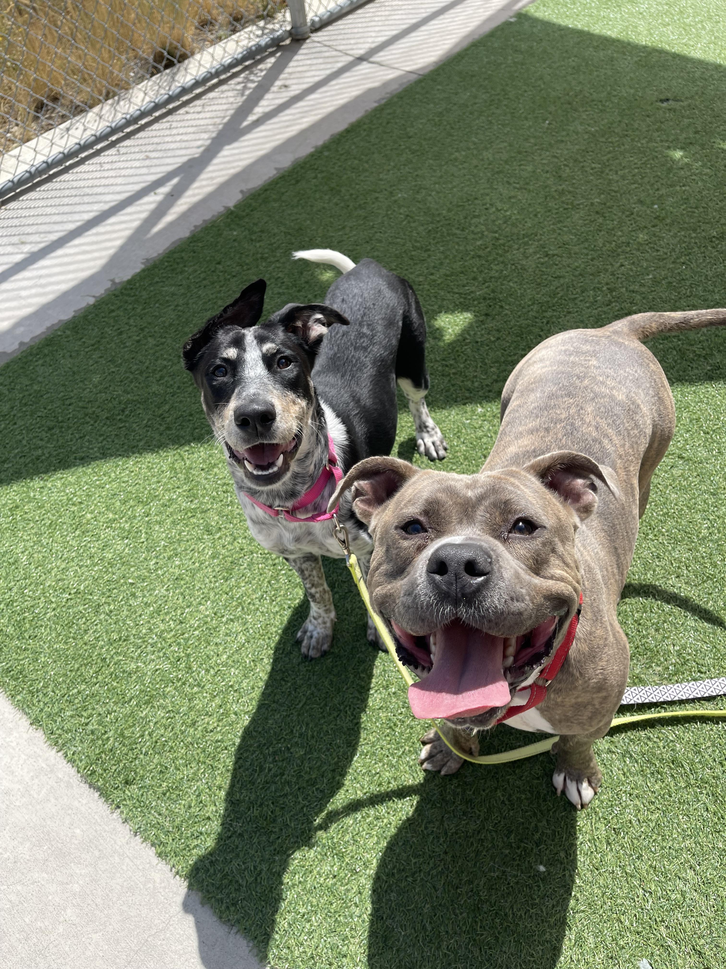 Bibbles, an adoptable Pit Bull Terrier in Steamboat Springs, CO, 80477 | Photo Image 2
