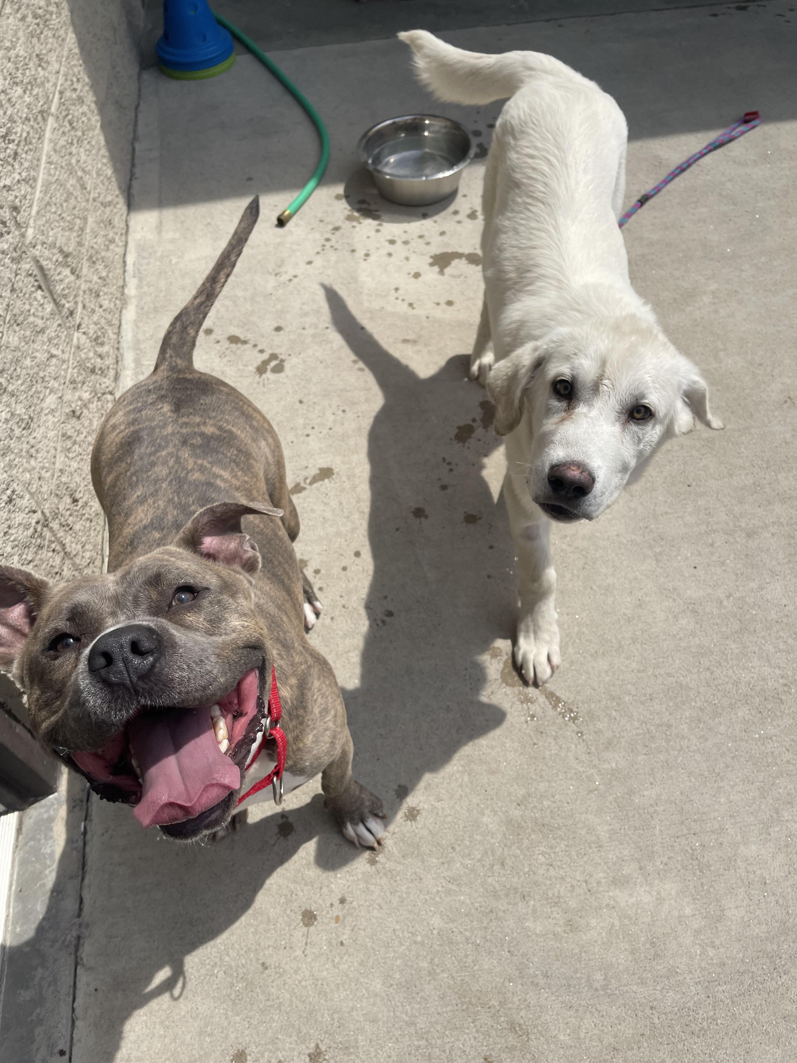 Bibbles, an adoptable Pit Bull Terrier in Steamboat Springs, CO, 80477 | Photo Image 3