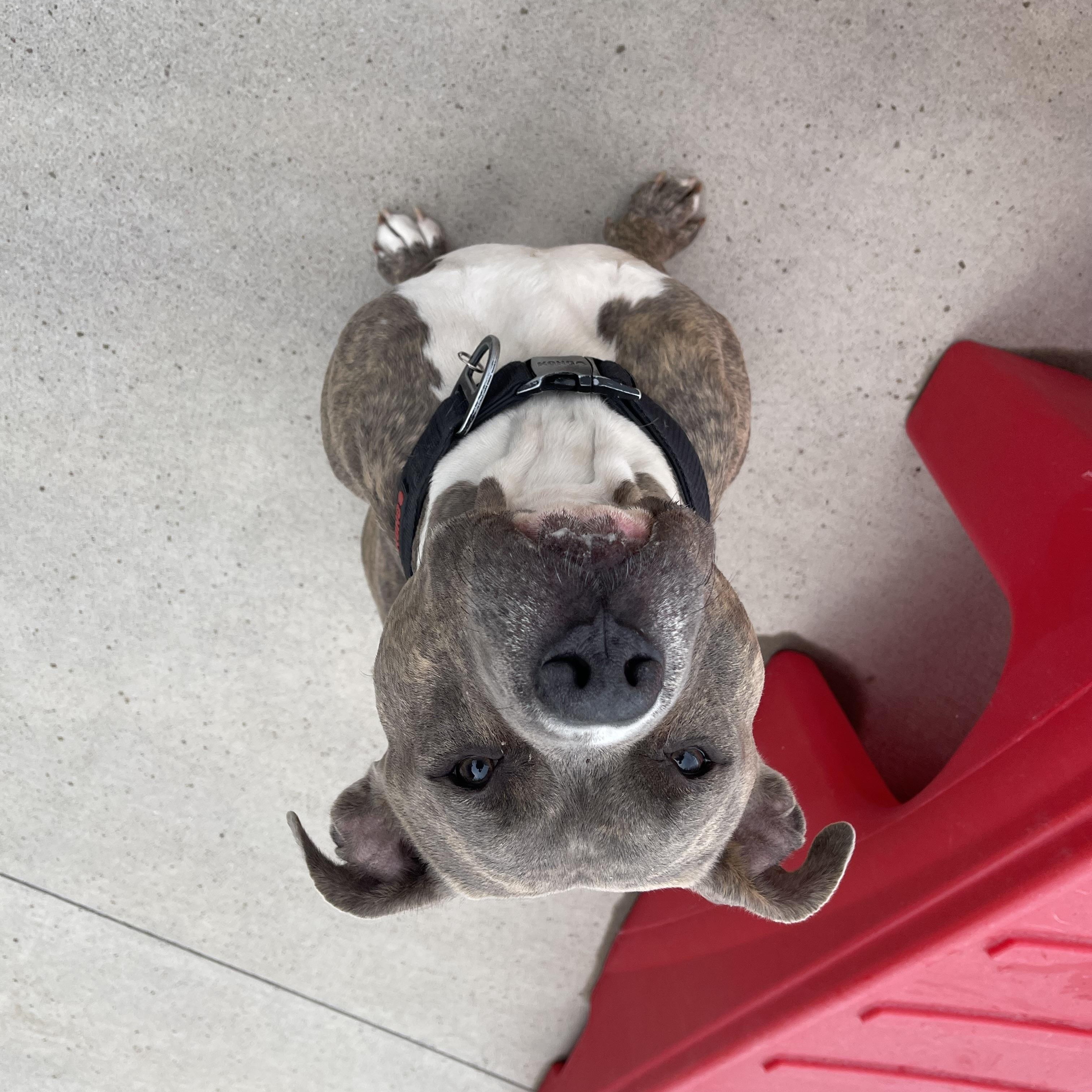 Bibbles, an adoptable Pit Bull Terrier in Steamboat Springs, CO, 80477 | Photo Image 4