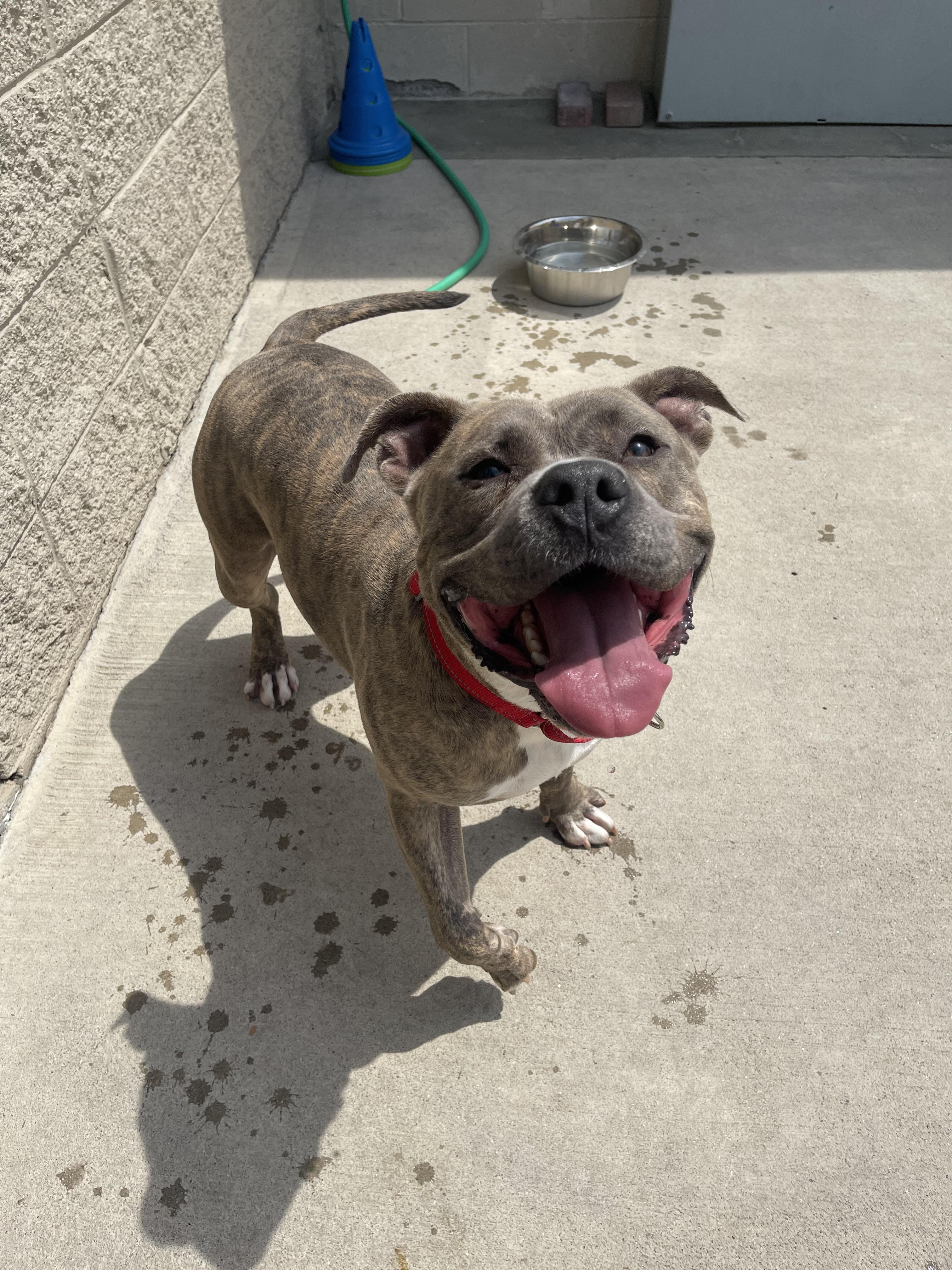 Bibbles, an adoptable Pit Bull Terrier in Steamboat Springs, CO, 80477 | Photo Image 1