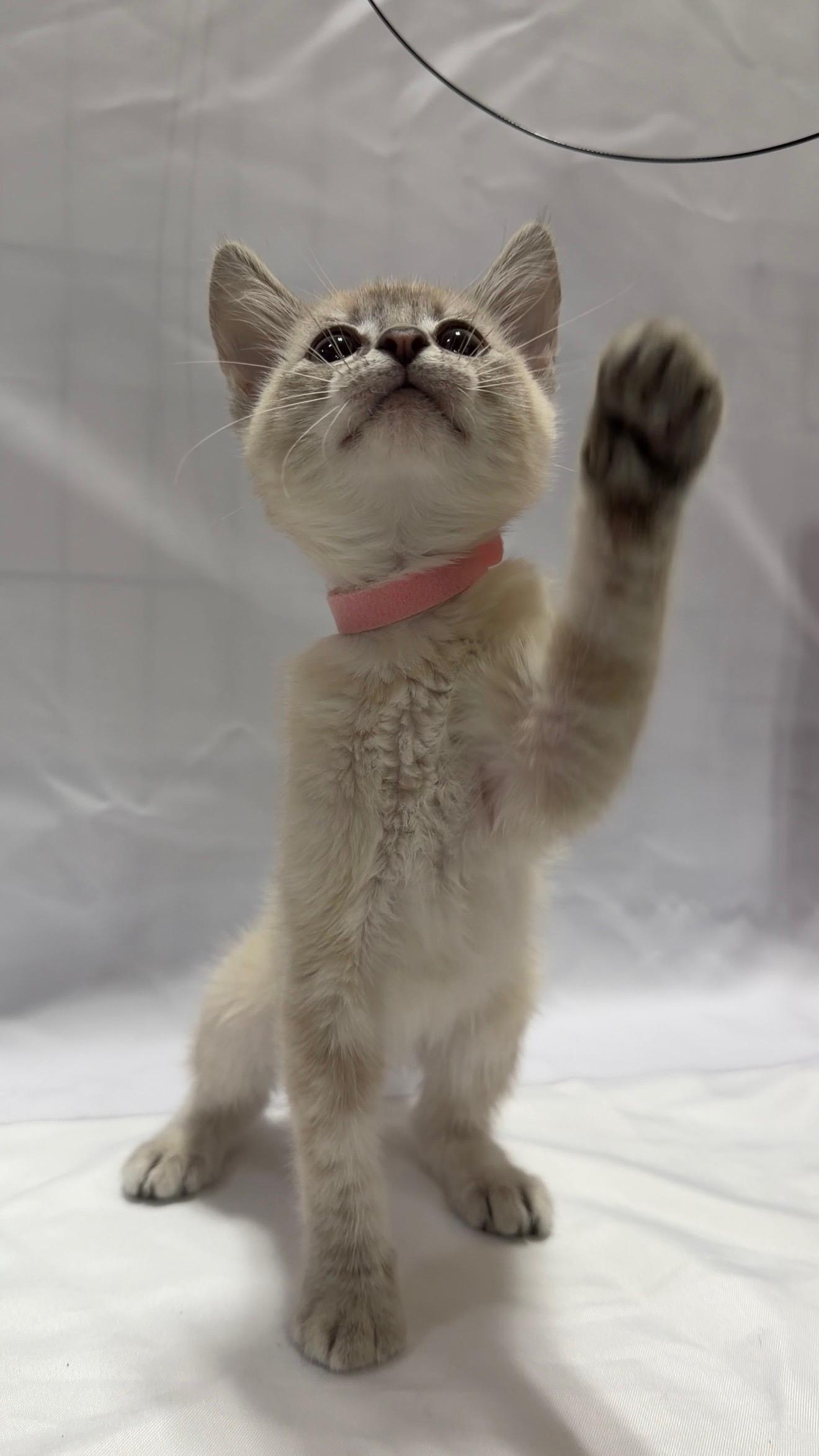 Muffin, ADOPTABLE, Young Male Domestic Short Hair.