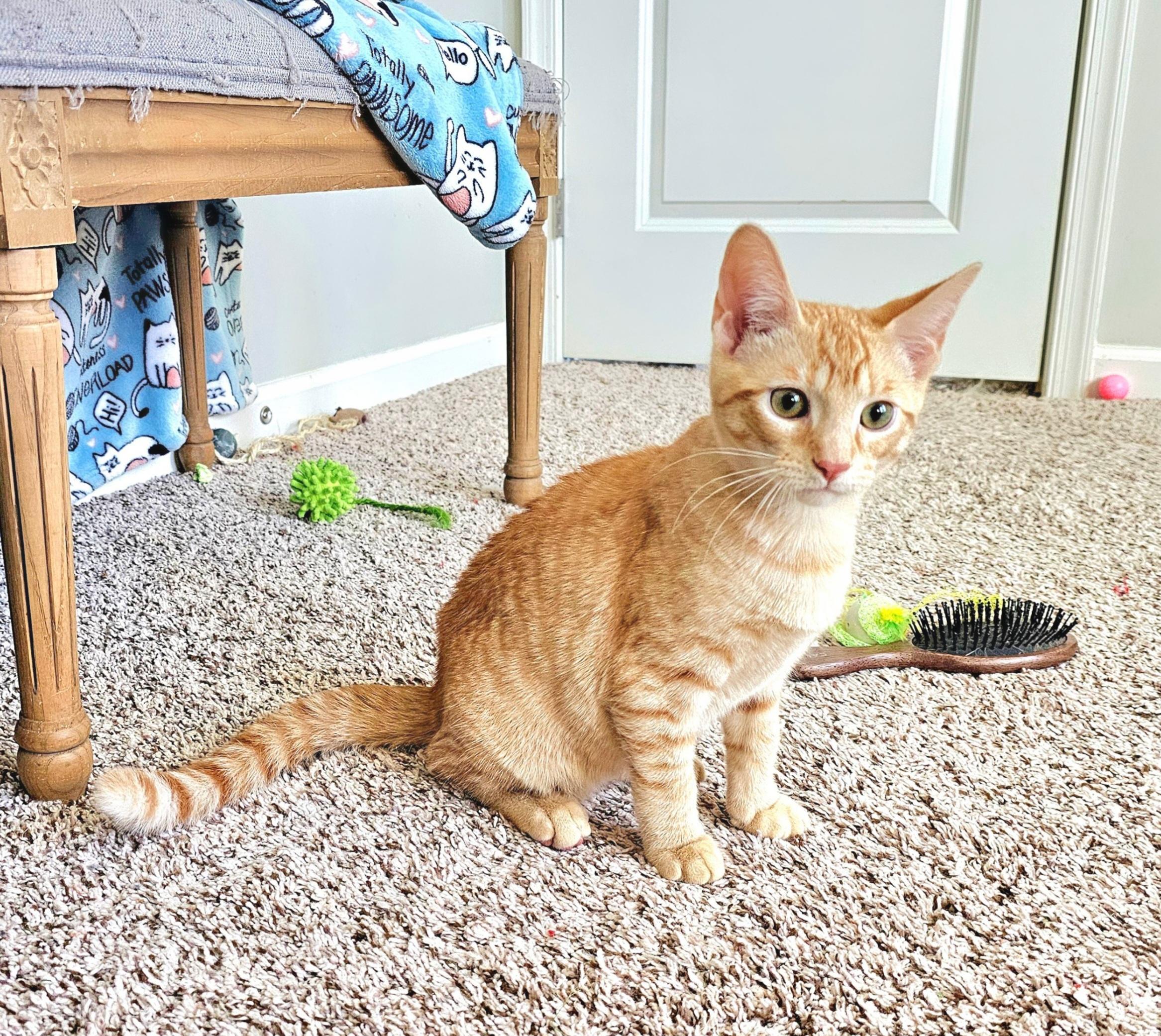 Enlarge Adopted! Cheese (part of a pair), a ADOPTABLE Domestic Short Hair in Bowie, MD image 1/5