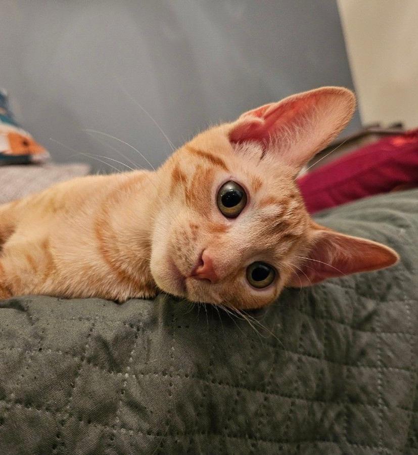 Enlarge Adopted! Cheese (part of a pair), a ADOPTABLE Domestic Short Hair in Bowie, MD image 3/5