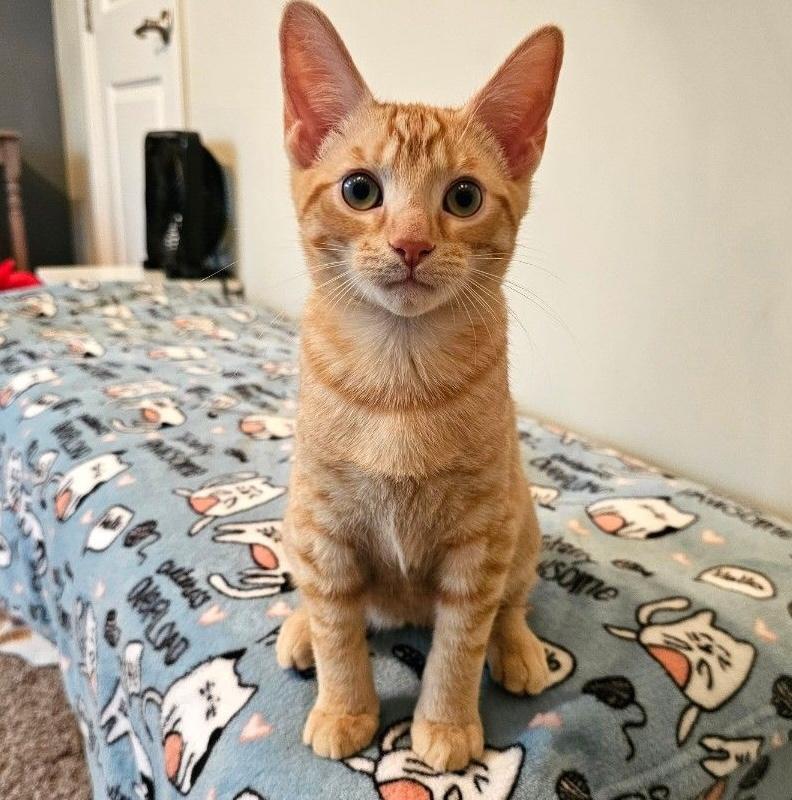 Enlarge Adopted! Cheese (part of a pair), a ADOPTABLE Domestic Short Hair in Bowie, MD image 4/5