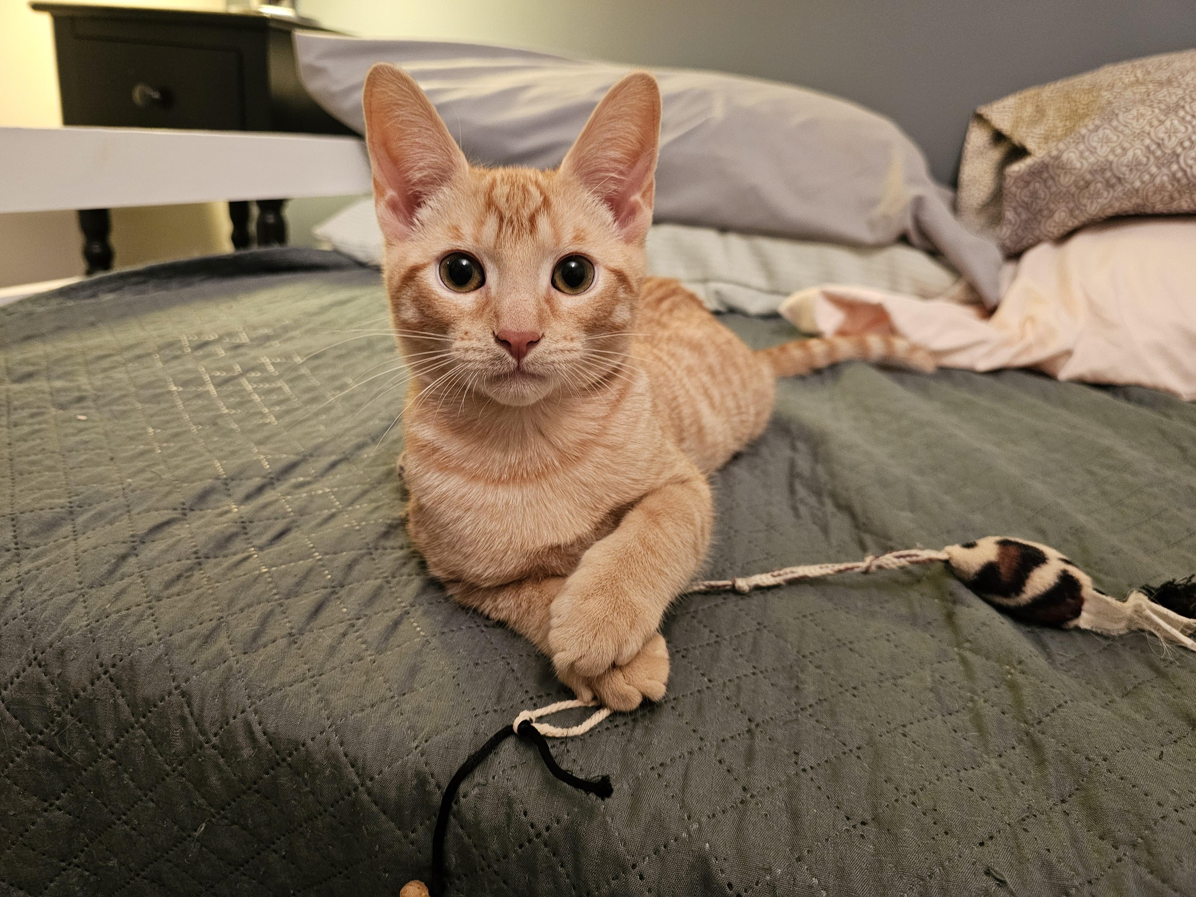 Enlarge Adopted! Cheese (part of a pair), a ADOPTABLE Domestic Short Hair in Bowie, MD image 2/5