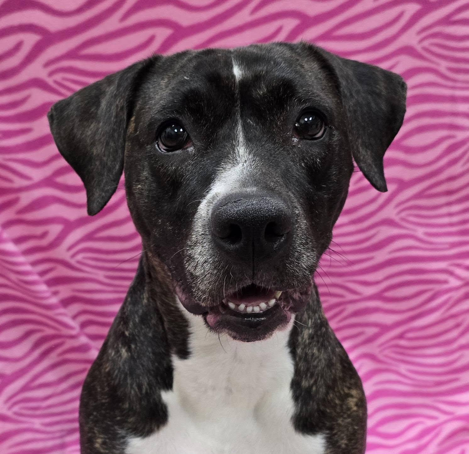 Enlarge Deville, a Adoptable Mixed Breed in Frankfort, IN image 2/4