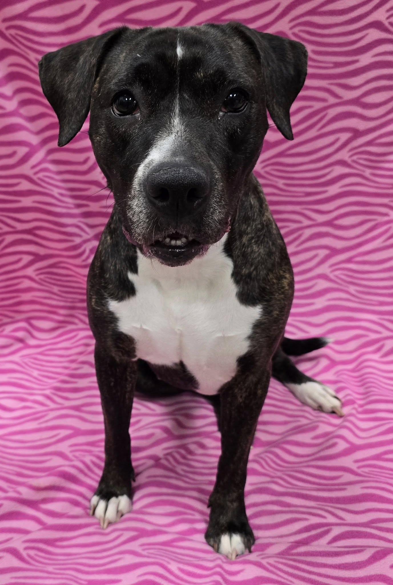 Deville, Adoptable, Adult Female Mixed Breed.