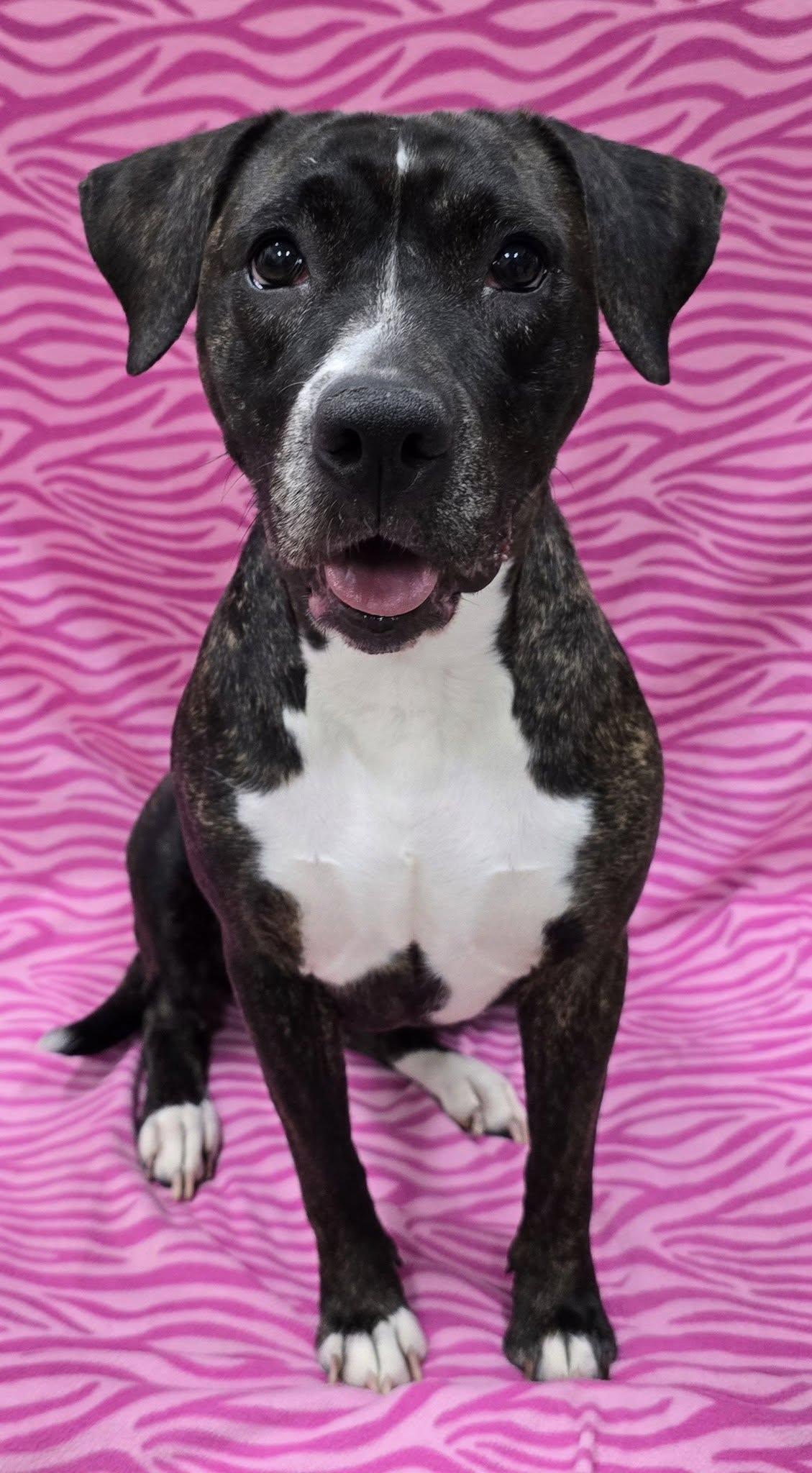 Enlarge Deville, a Adoptable Mixed Breed in Frankfort, IN image 3/4