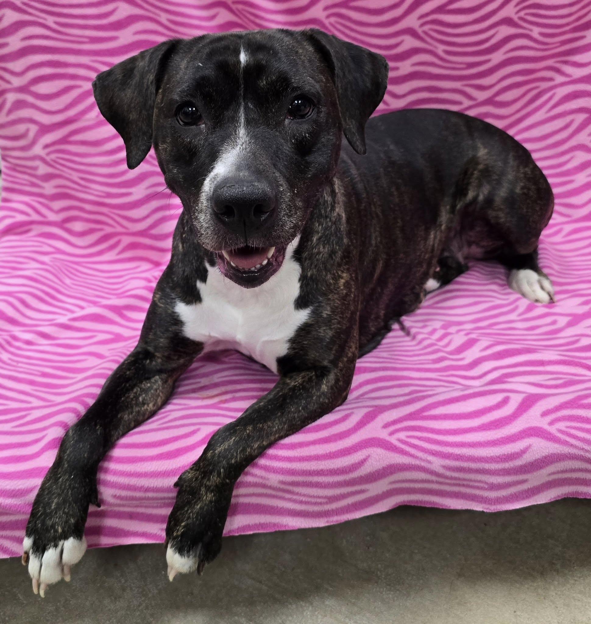 Deville, Adoptable, Adult Female Mixed Breed.
