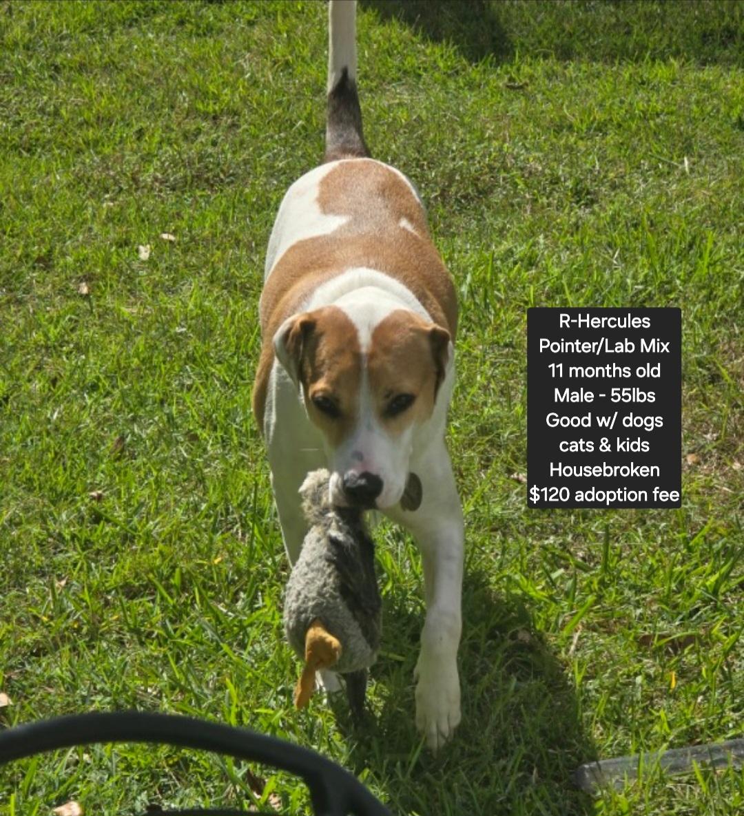 R-Hercules, Adoptable, Adult Male Pointer & Labrador Retriever.