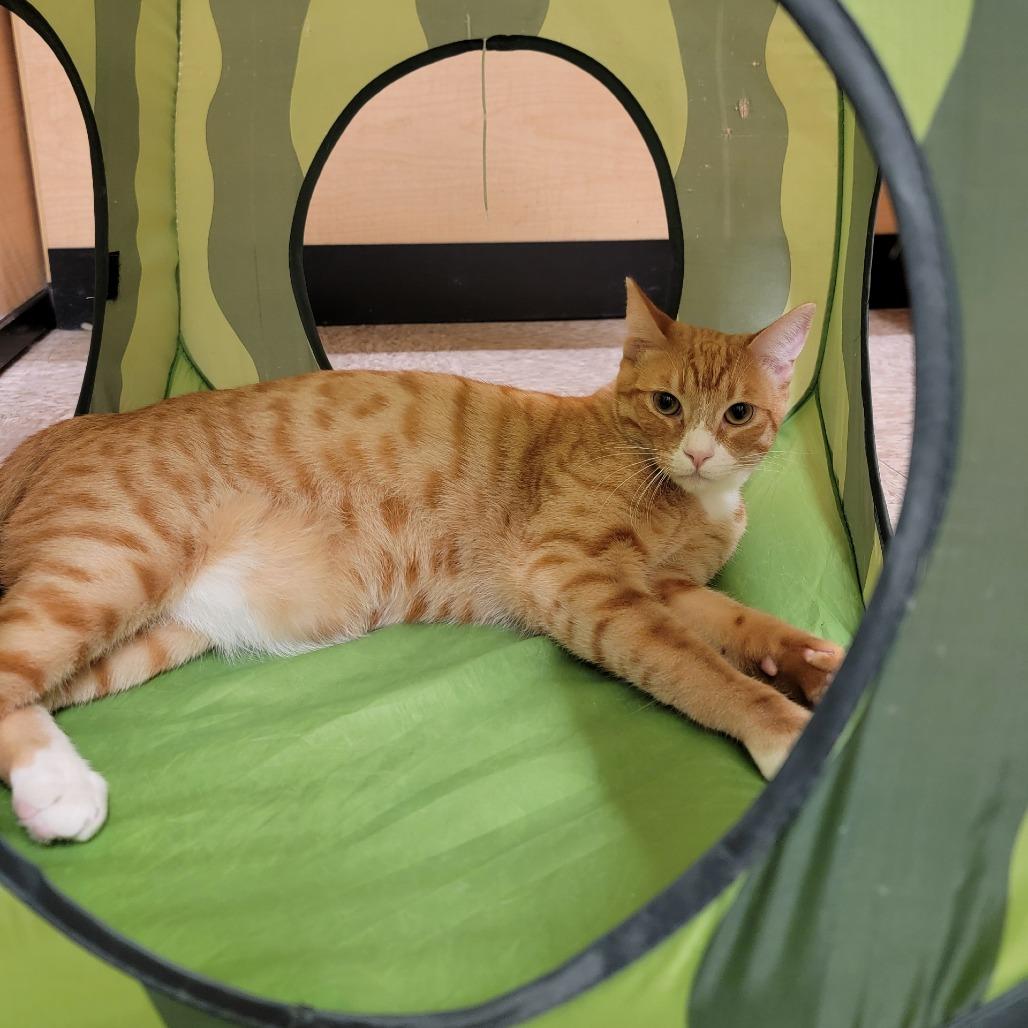 Enlarge Clay, a Adoptable Domestic Short Hair in Costa Mesa, CA image 1/6