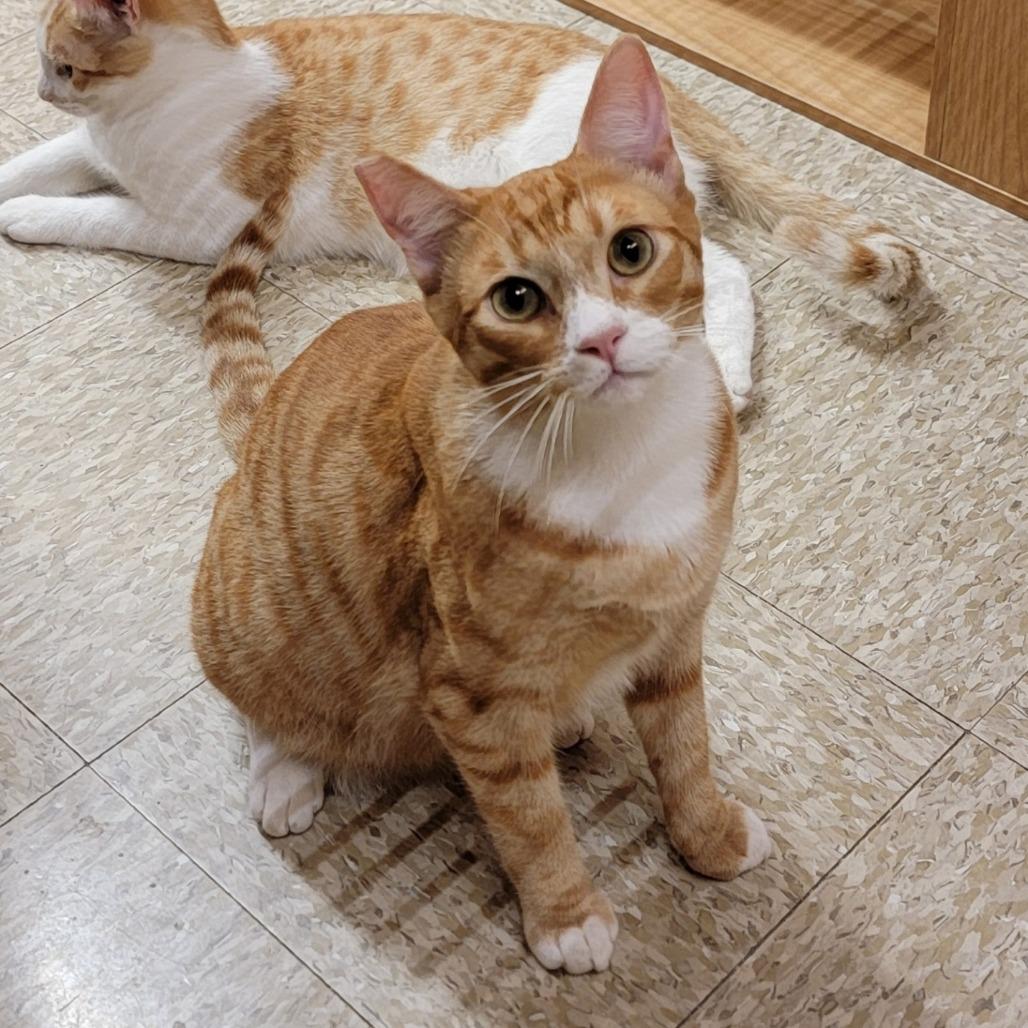 Enlarge Clay, a Adoptable Domestic Short Hair in Costa Mesa, CA image 2/6