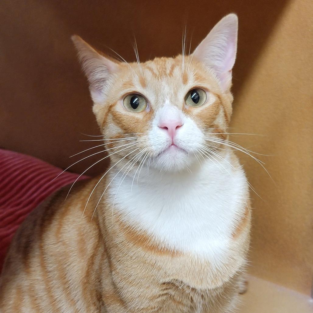 Enlarge Clay, a Adoptable Domestic Short Hair in Costa Mesa, CA image 3/6