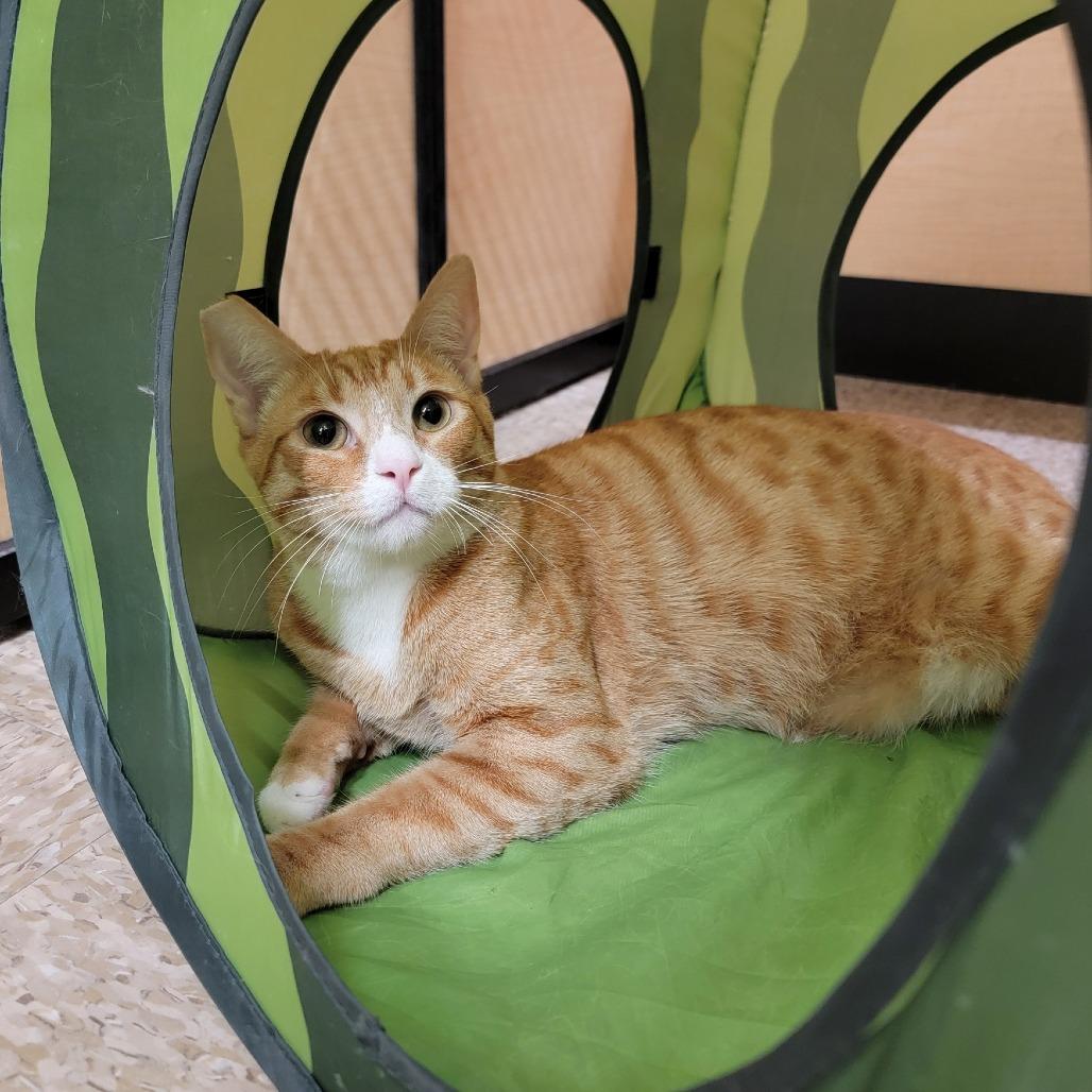 Enlarge Clay, a Adoptable Domestic Short Hair in Costa Mesa, CA image 4/6