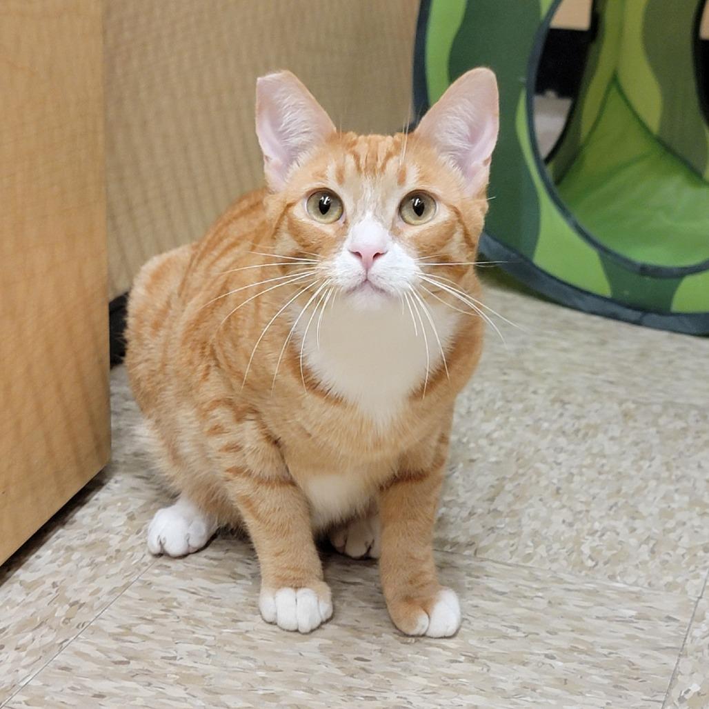 Enlarge Clay, a Adoptable Domestic Short Hair in Costa Mesa, CA image 5/6