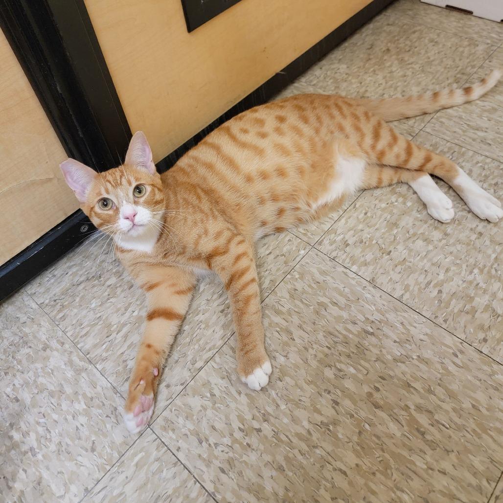 Enlarge Clay, a Adoptable Domestic Short Hair in Costa Mesa, CA image 6/6