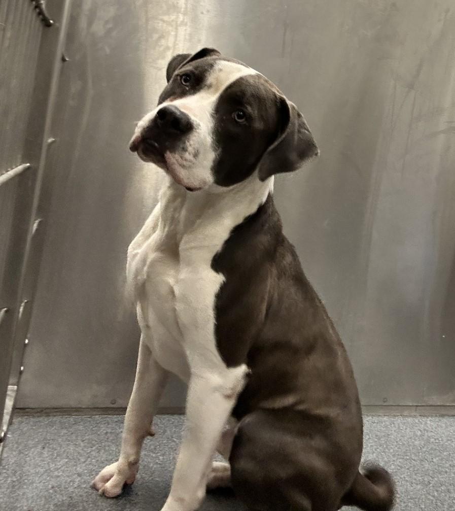 Fergy **Courtesy Post. Out of town pet. See below for details**