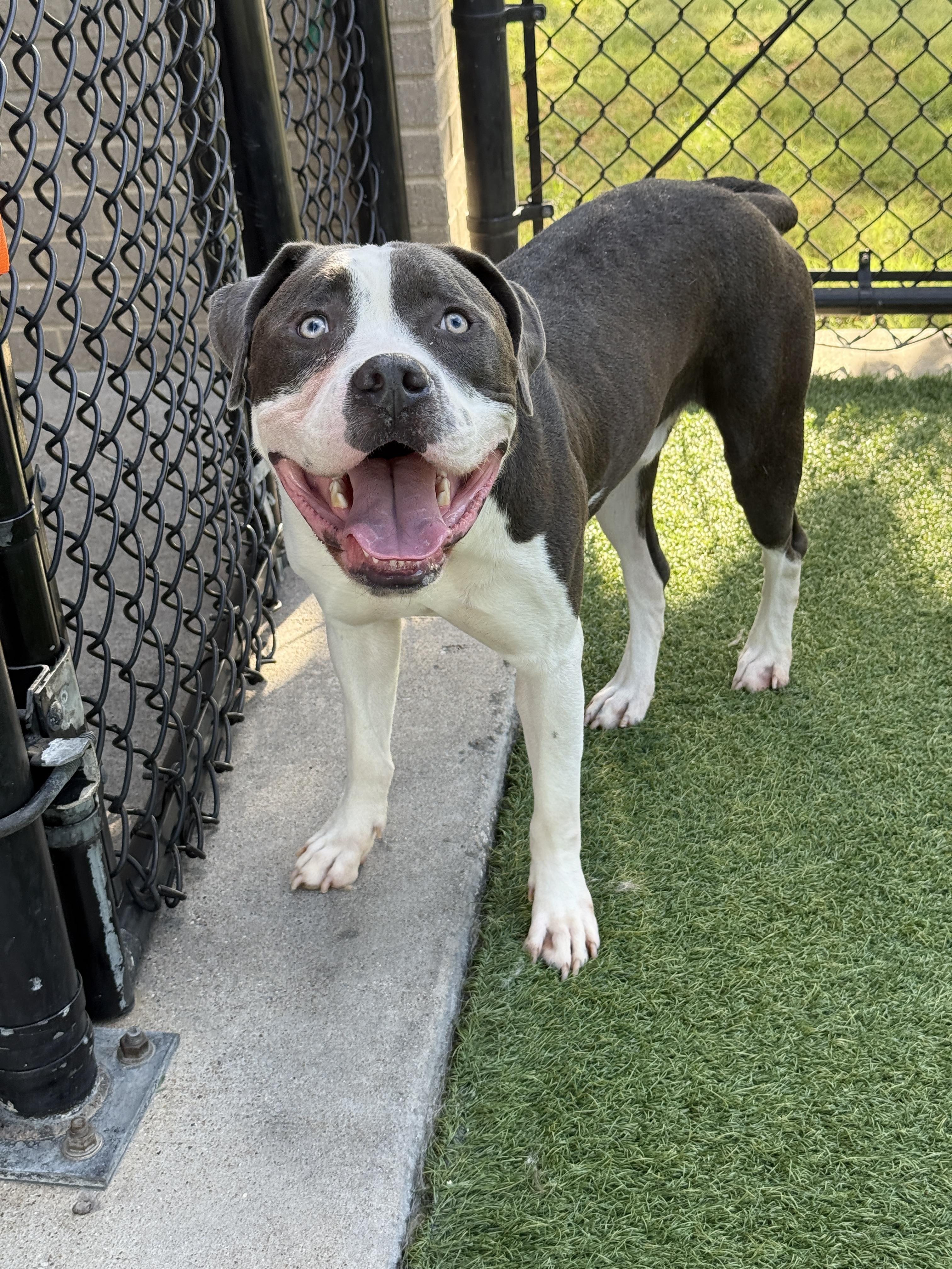 Fergy **Courtesy Post. Out of town pet. See below for details**