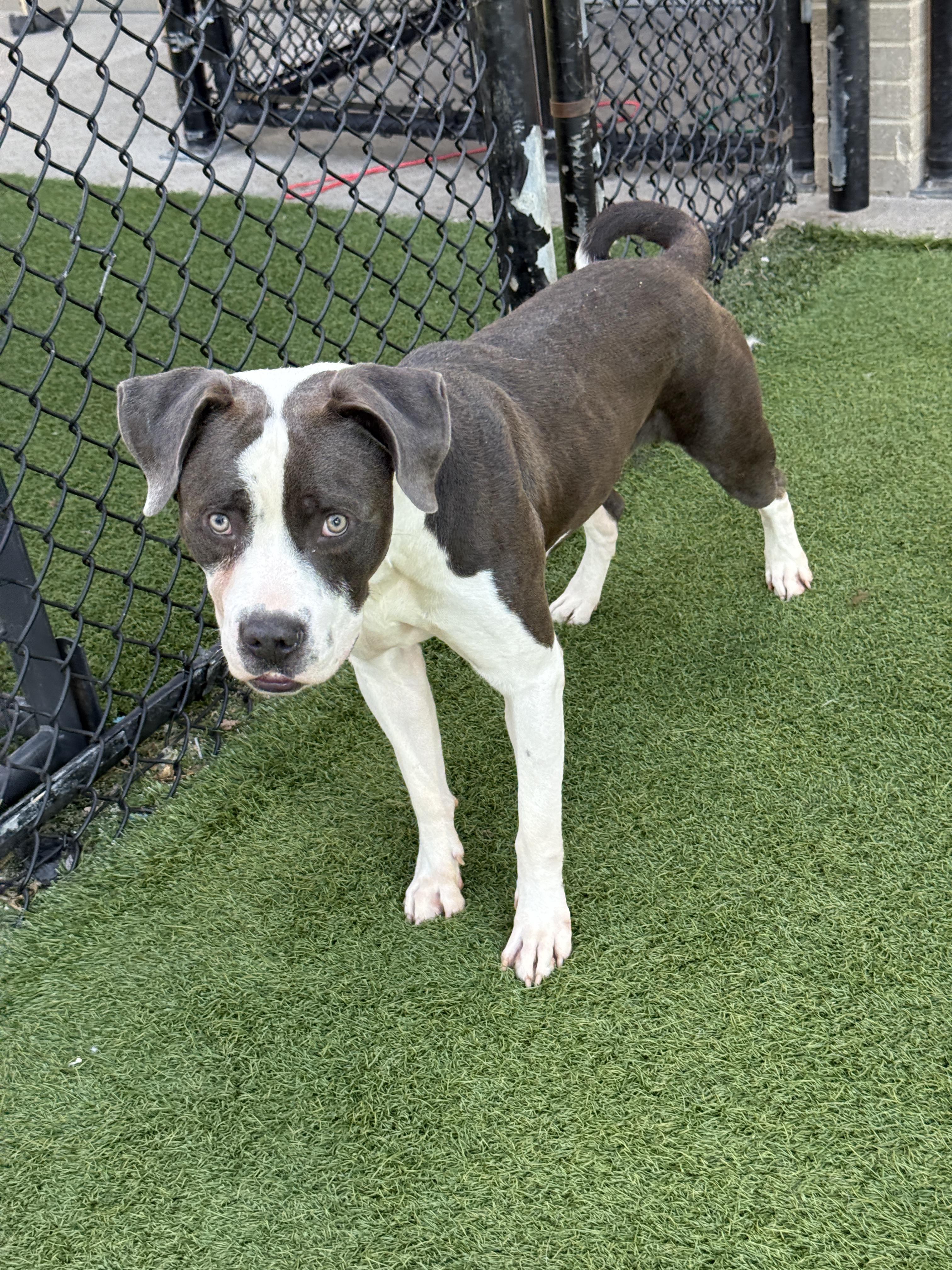 Fergy **Courtesy Post. Out of town pet. See below for details**