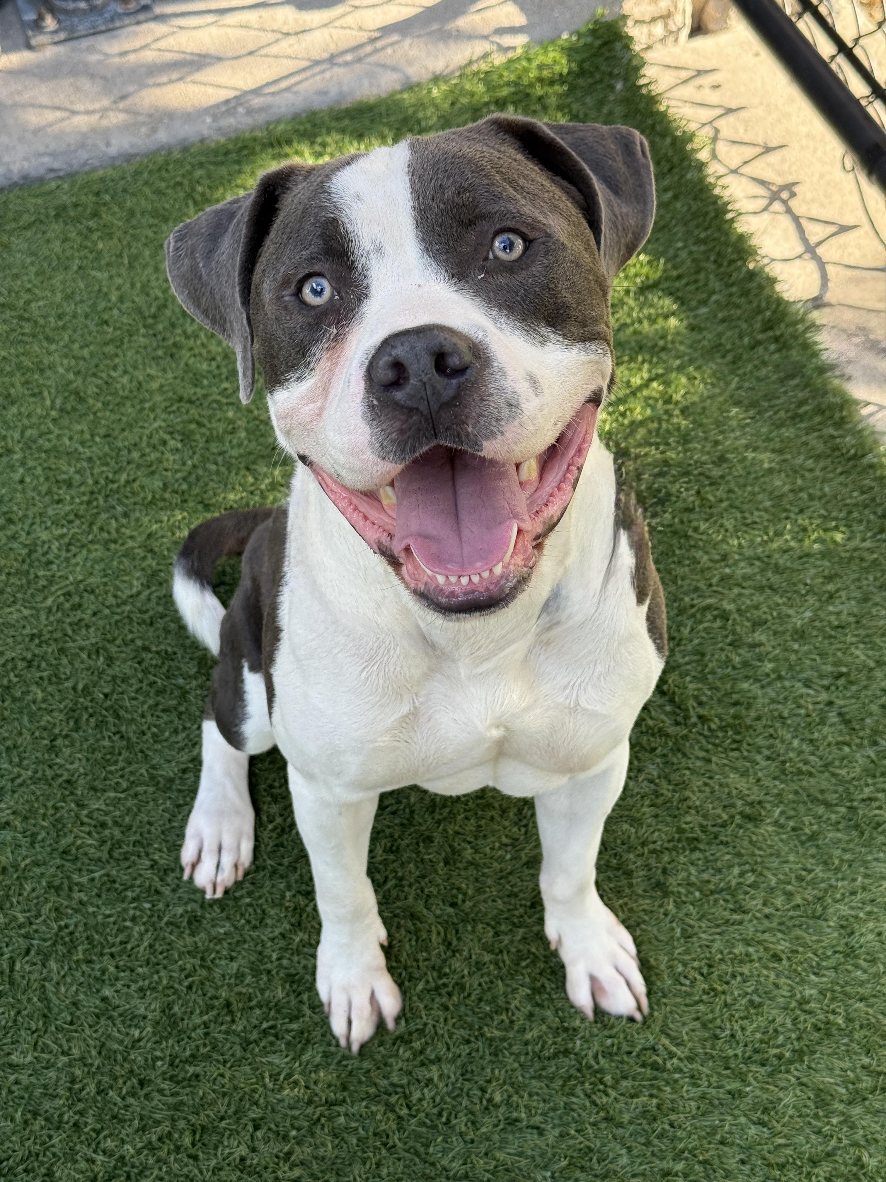 Fergy **Courtesy Post. Out of town pet. See below for details**