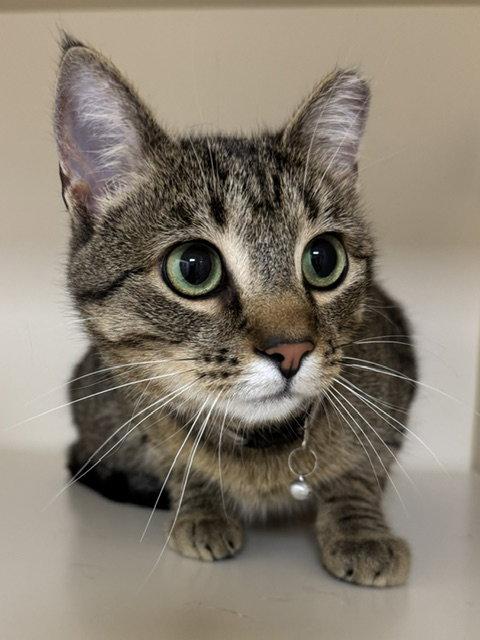 Wallie Girl, Adoptable, Adult Female Domestic Short Hair.