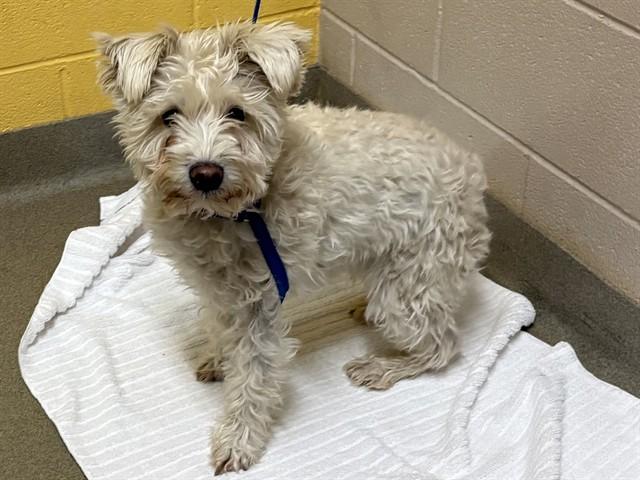 Enlarge DAISY, a Adoptable mixed breed in Colorado Springs, CO image 1/1