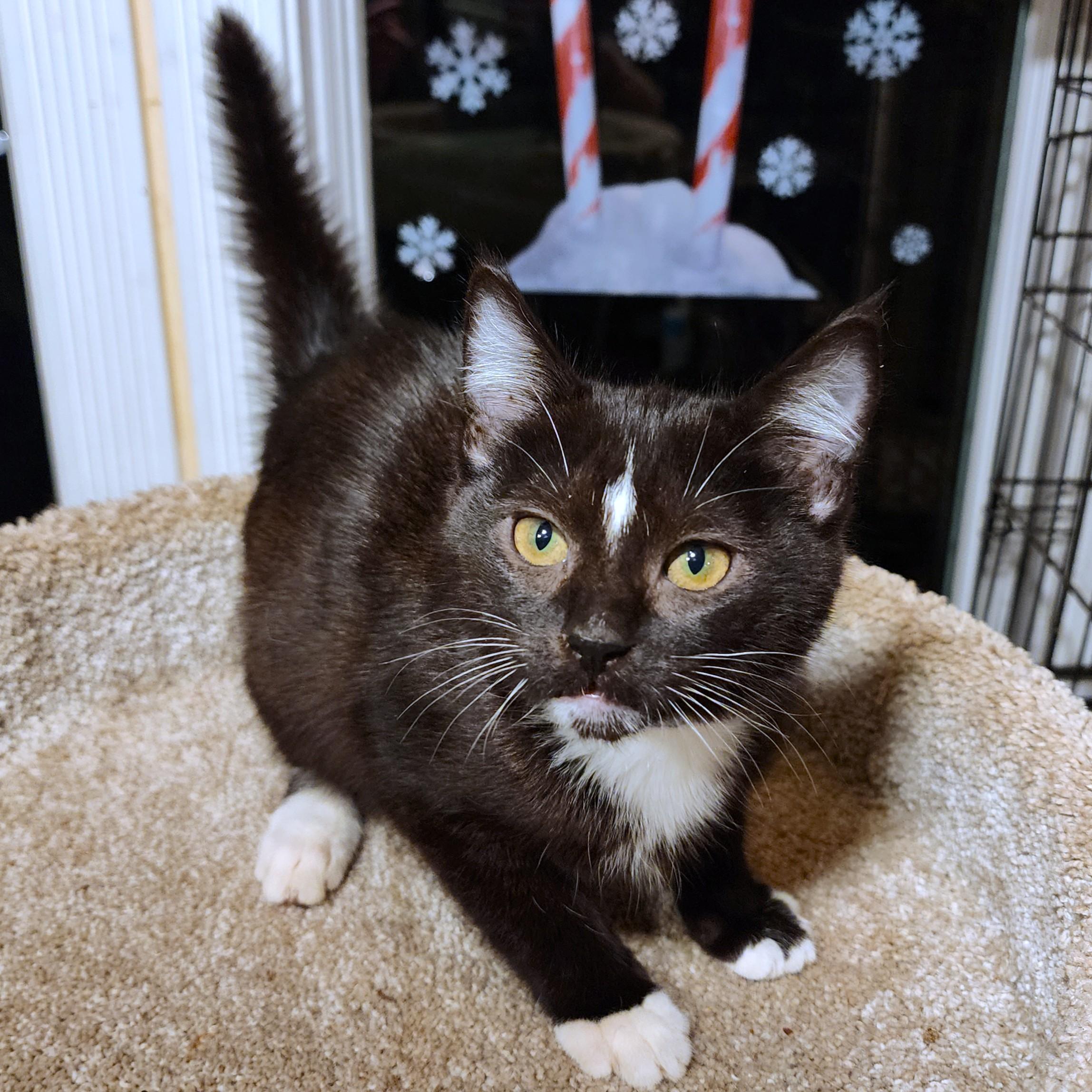 Enlarge  STUNNING SHERLOCK - SILKY SIBERIAN, an adopted mixed breed in Danbury, CT image 1/6