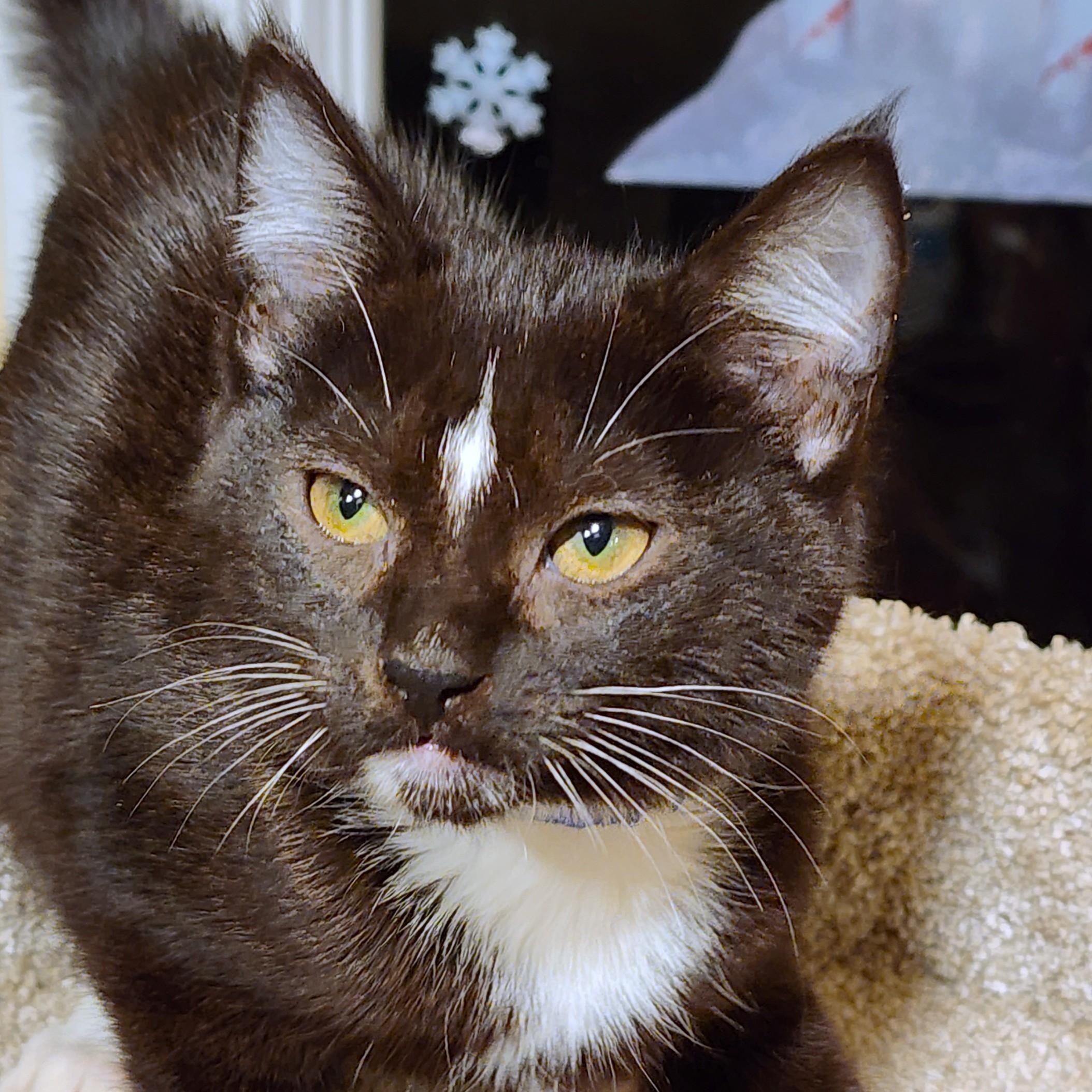 Enlarge  STUNNING SHERLOCK - SILKY SIBERIAN, an adopted mixed breed in Danbury, CT image 3/6