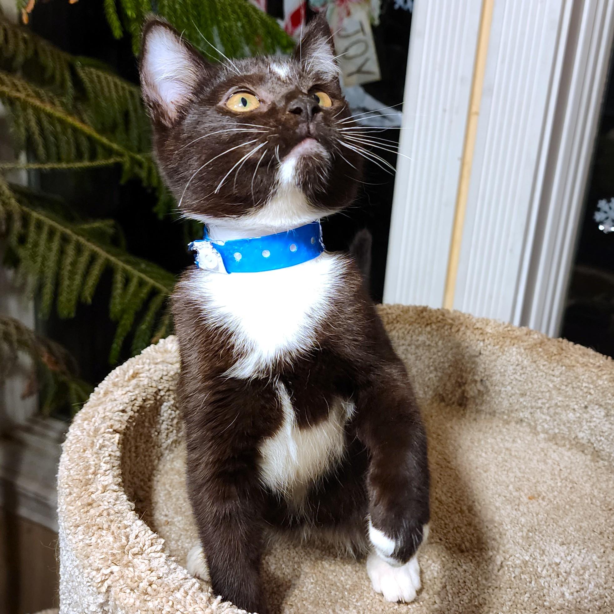 Enlarge  STUNNING SHERLOCK - SILKY SIBERIAN, an adopted mixed breed in Danbury, CT image 6/6