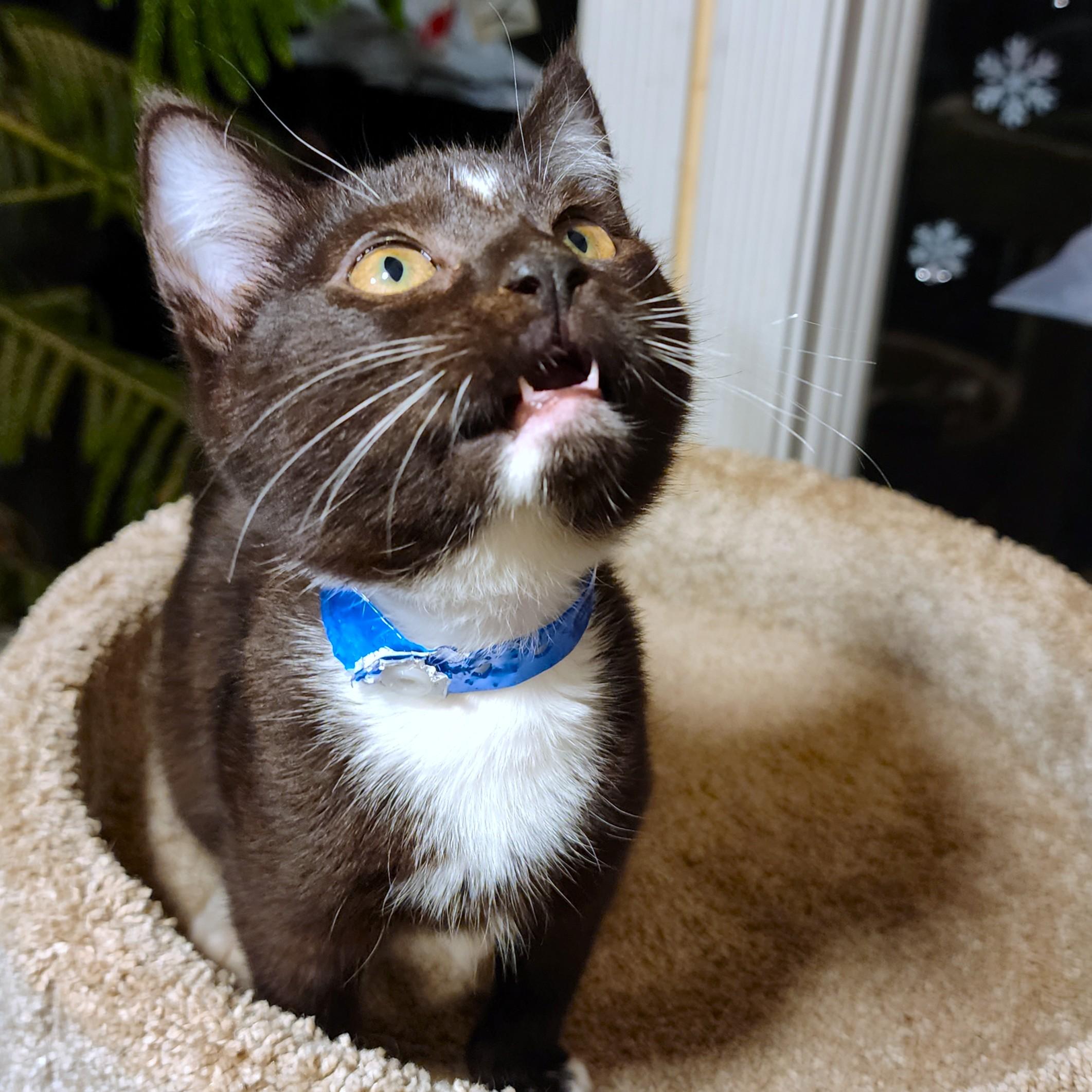 Enlarge  STUNNING SHERLOCK - SILKY SIBERIAN, an adopted mixed breed in Danbury, CT image 4/6