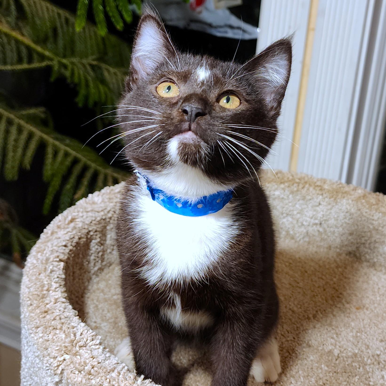 Enlarge  STUNNING SHERLOCK - SILKY SIBERIAN, an adopted mixed breed in Danbury, CT image 5/6