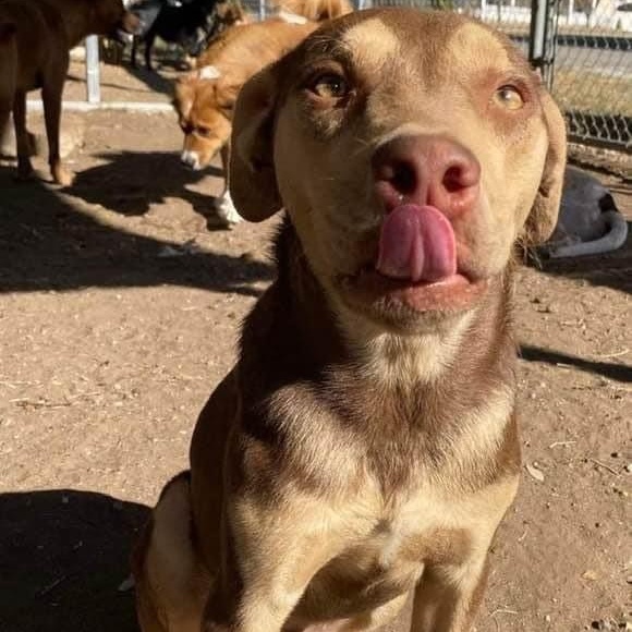 Rugby, a Adoptable mixed breed in Pittsburgh, PA image 2/6