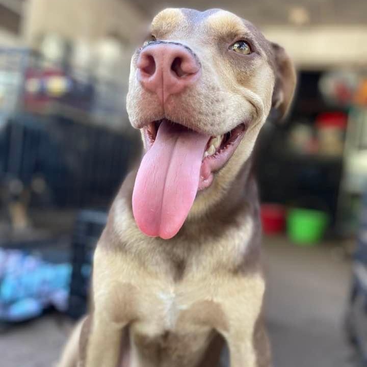 Rugby, a Adoptable mixed breed in Pittsburgh, PA image 6/6