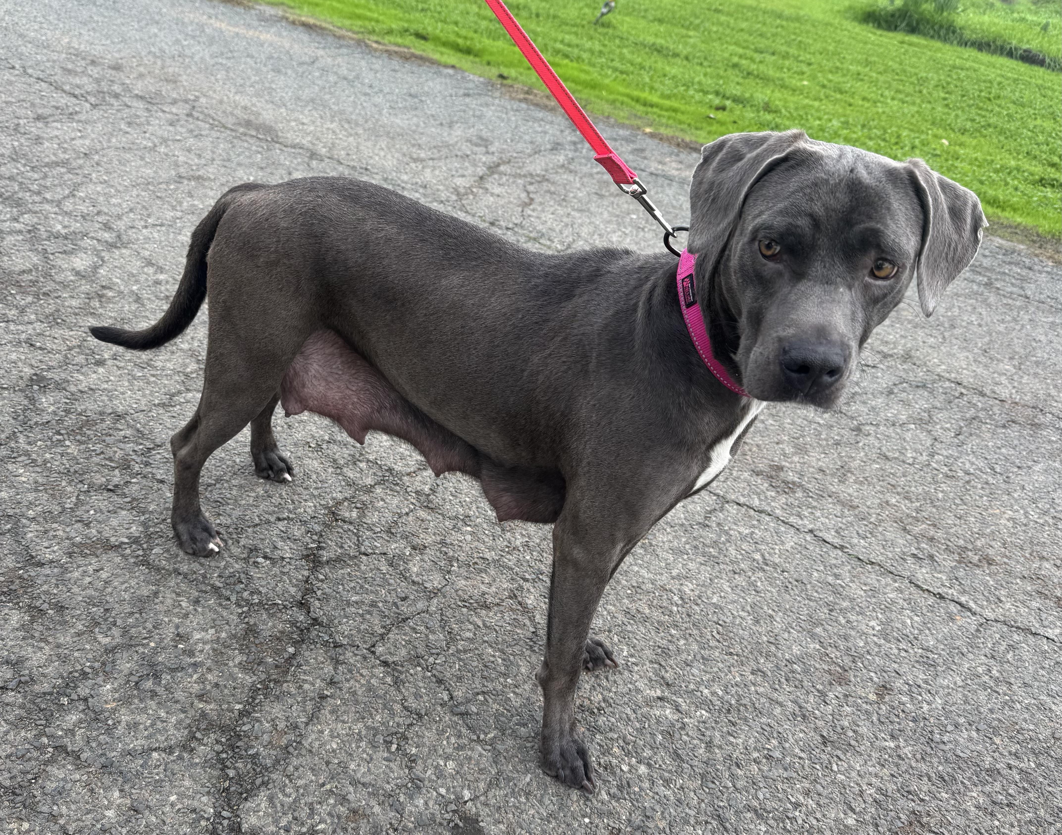 Enlarge Lacie, a ADOPTABLE mixed breed in Lincoln, CA image 2/3