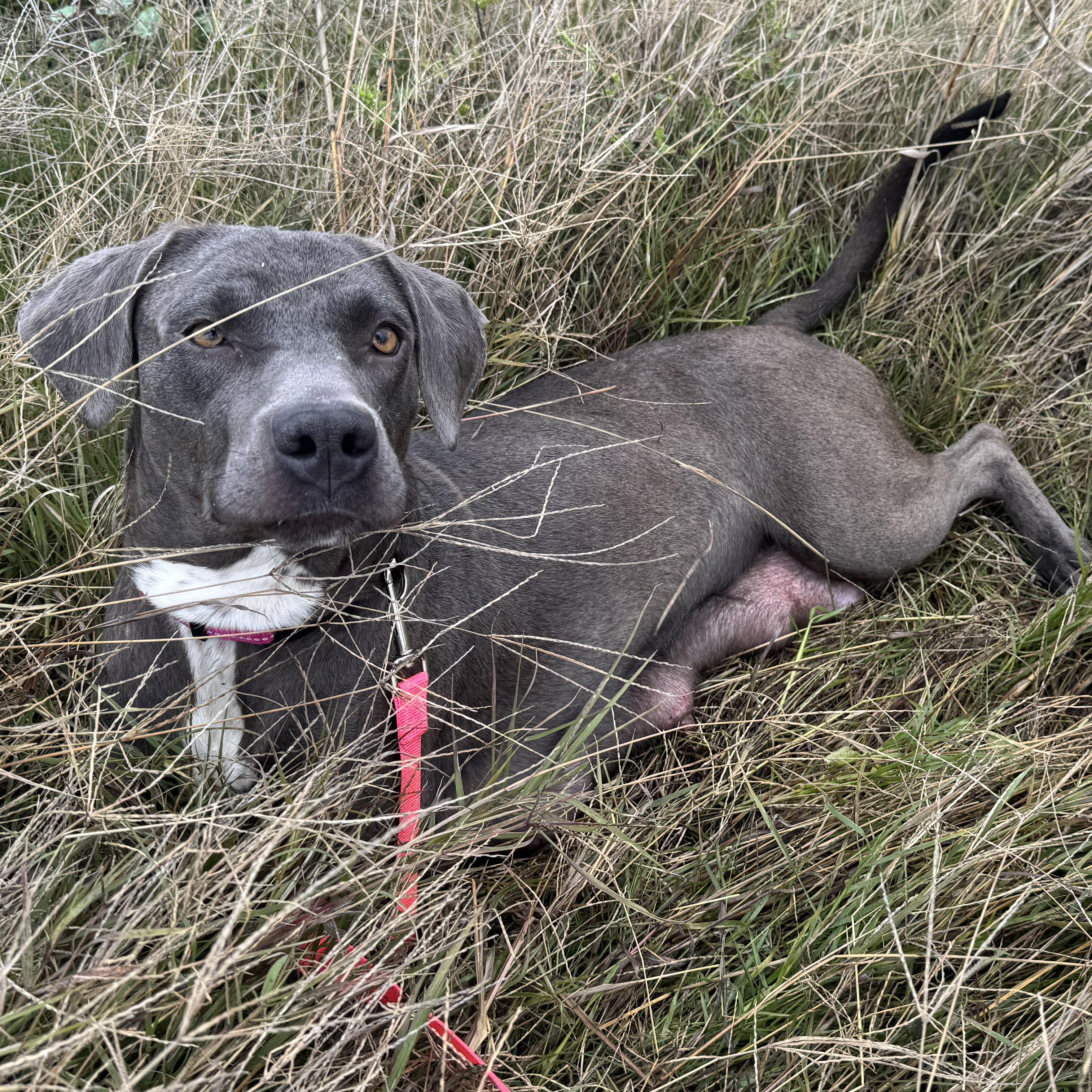 Lacie, ADOPTABLE, Young Female Weimaraner & Pit Bull Terrier.