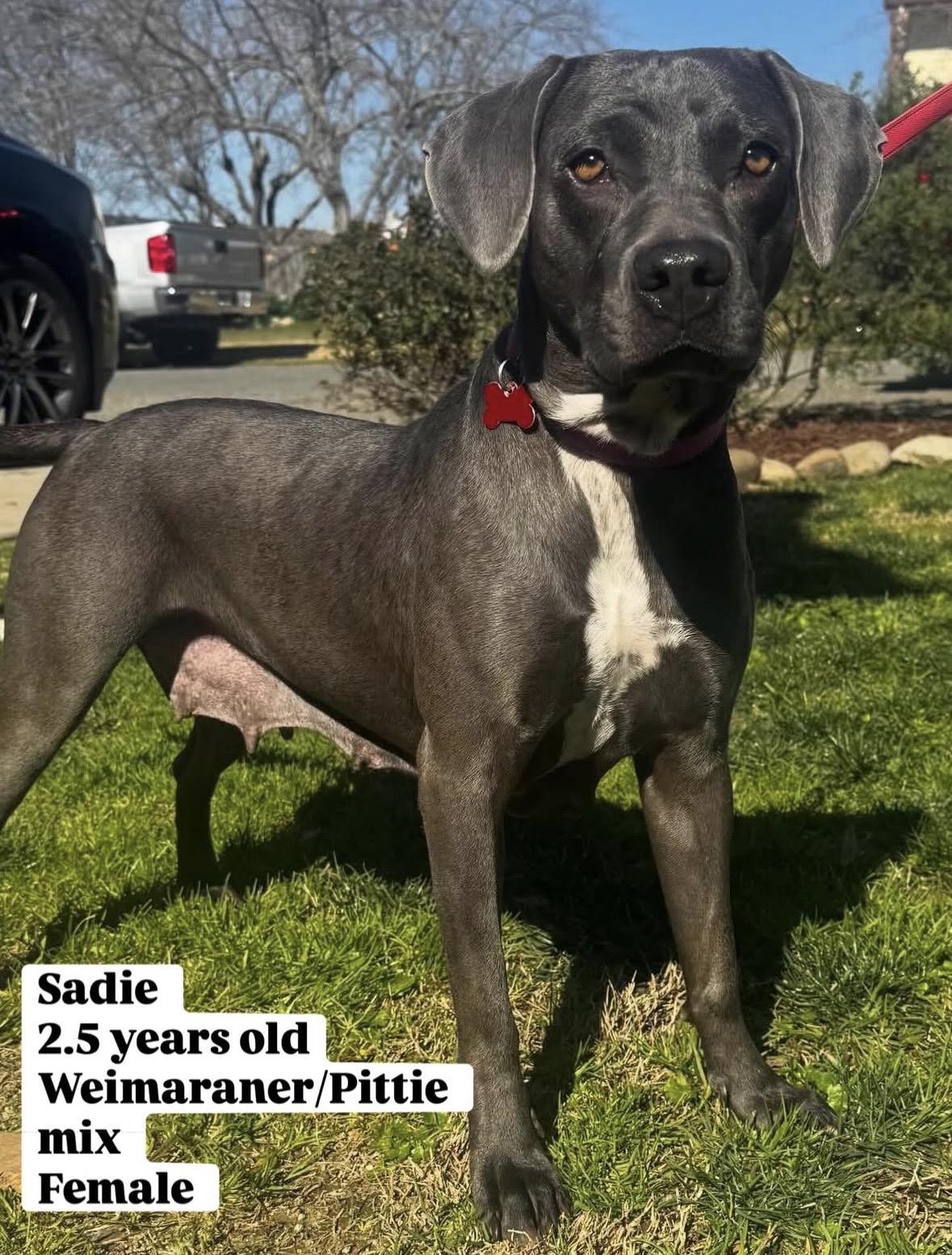 Enlarge Lacie, a ADOPTABLE mixed breed in Lincoln, CA image 1/4